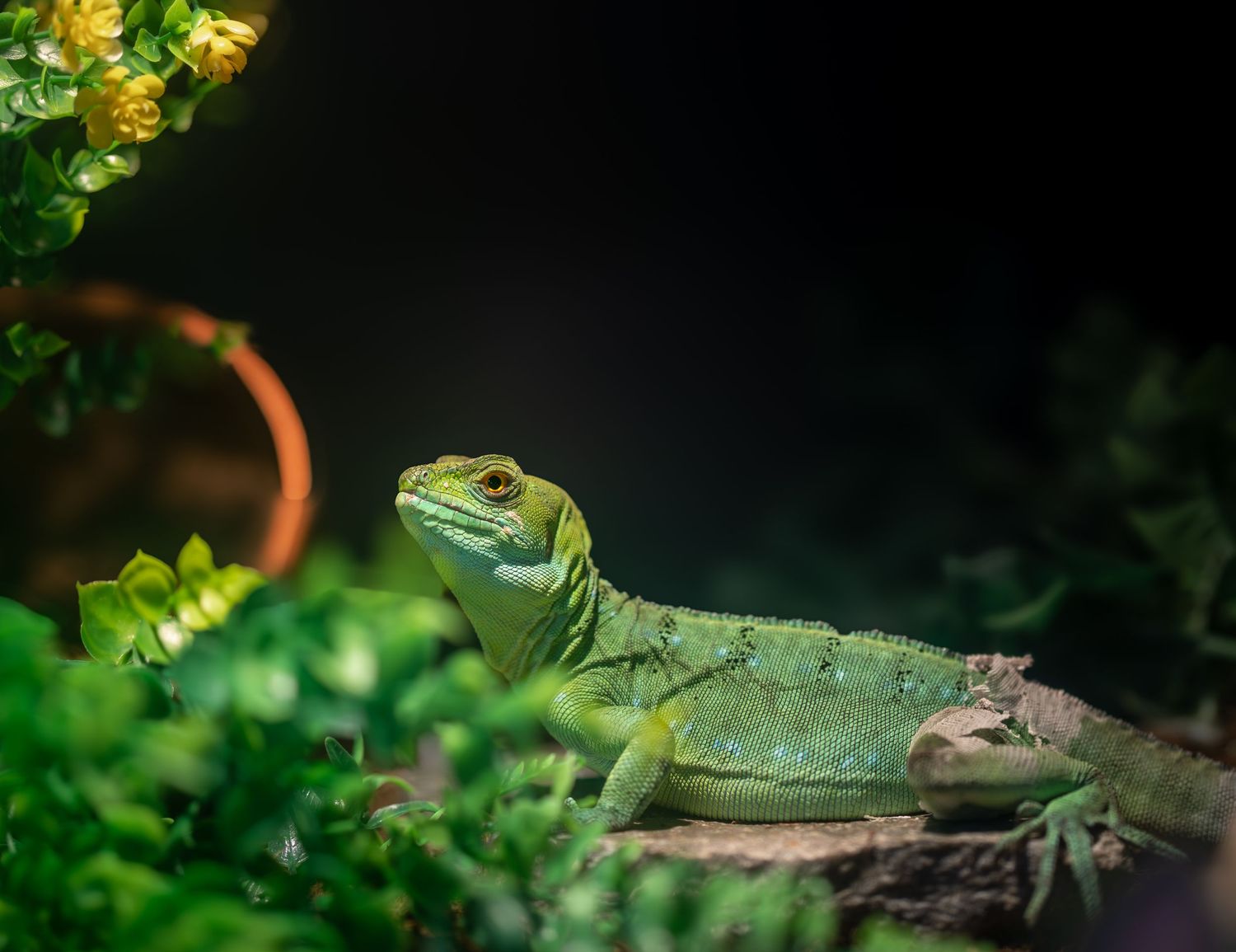 Green iguana resting on branch surrounded by lush foliage in natural habitat.