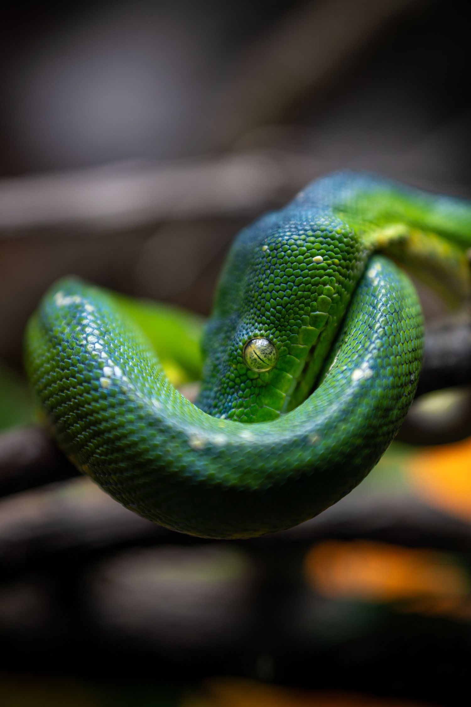 Vibrant green snake with scales coiled on a dark background showing smooth texture.