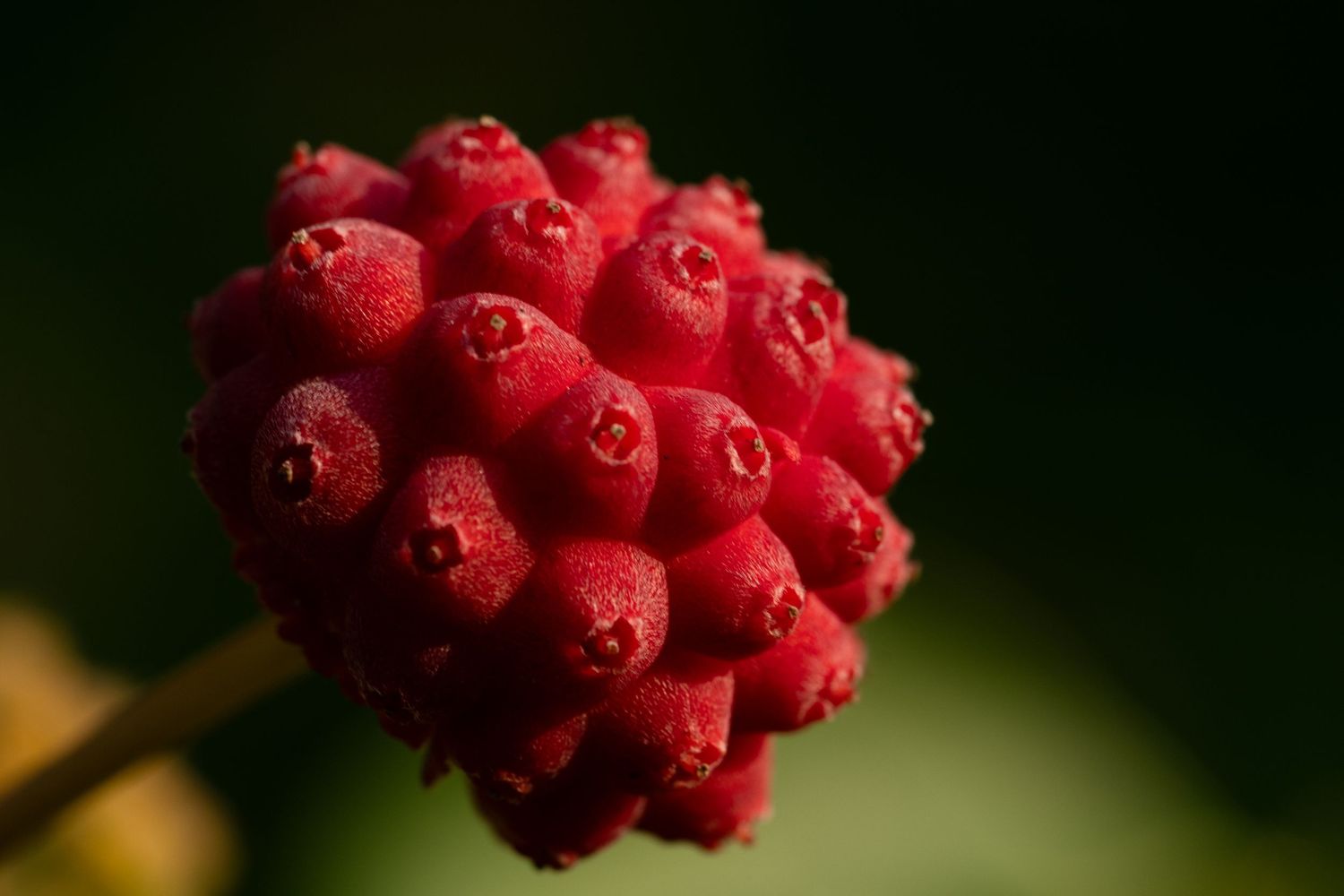 Cluster of bright red berries covered in morning dew against dark background.