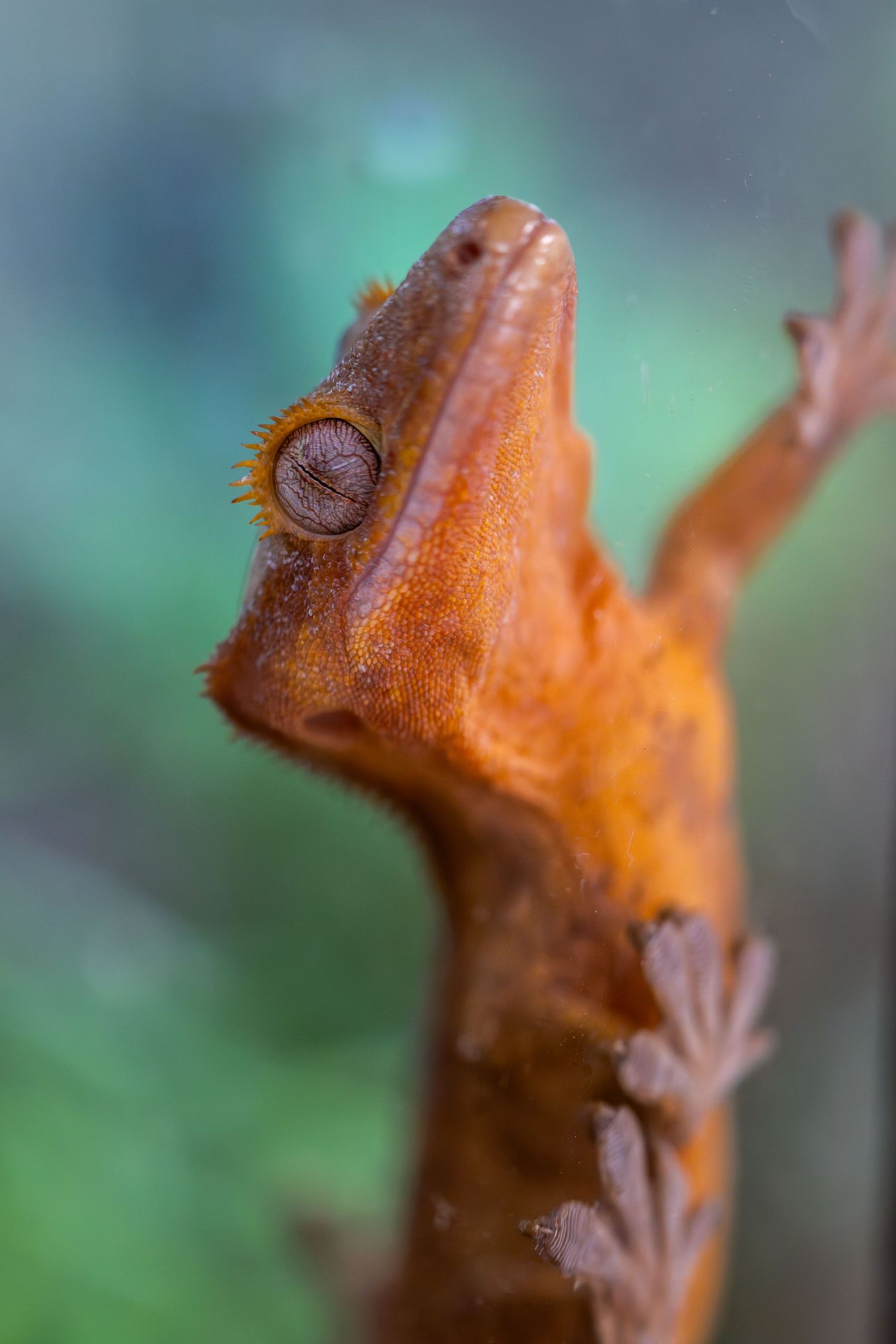 Close-up portrait of an orange crested gecko's head showing its eye and textured skin.