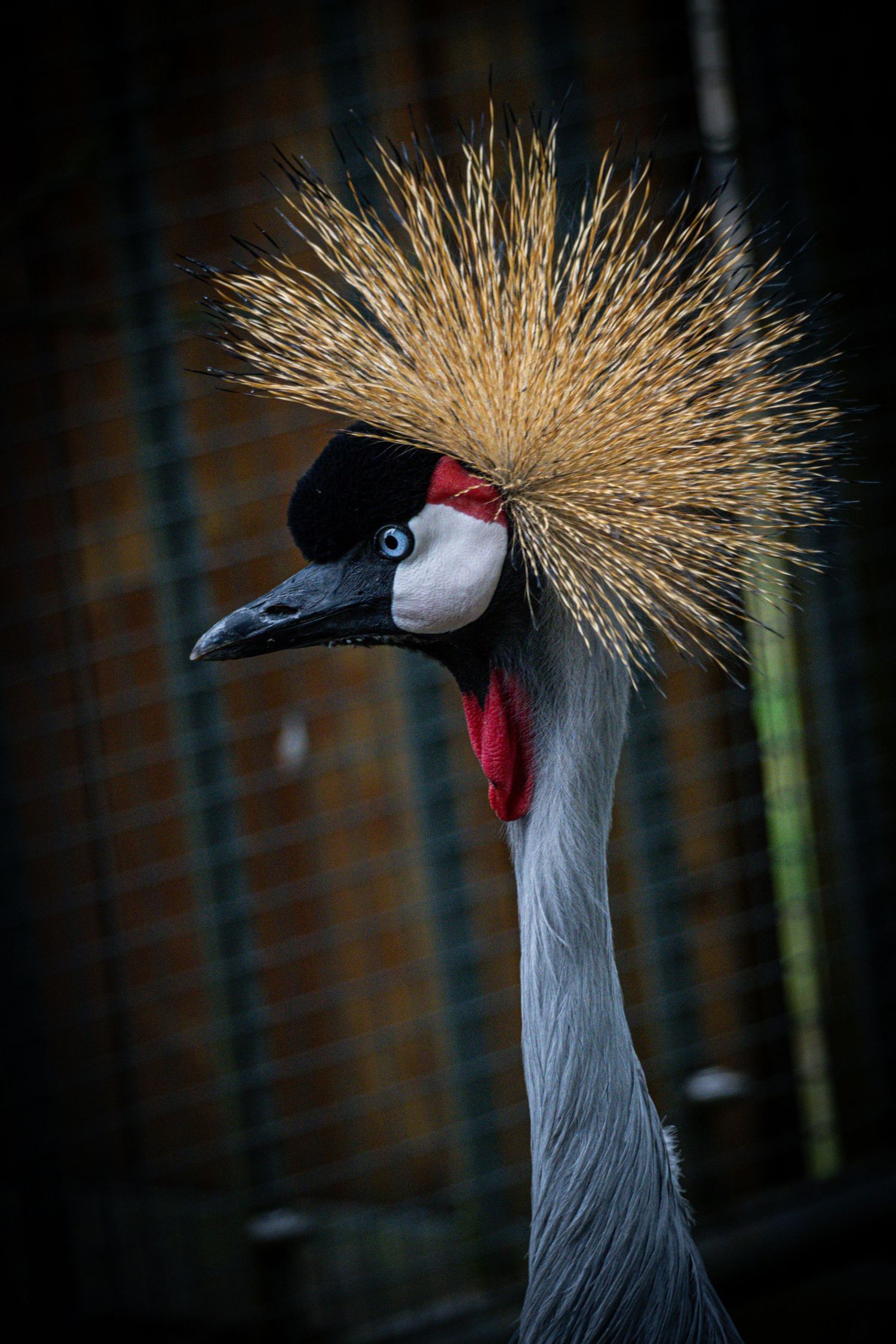 Crowned crane with distinctive golden head feathers and red wattle against dark background.