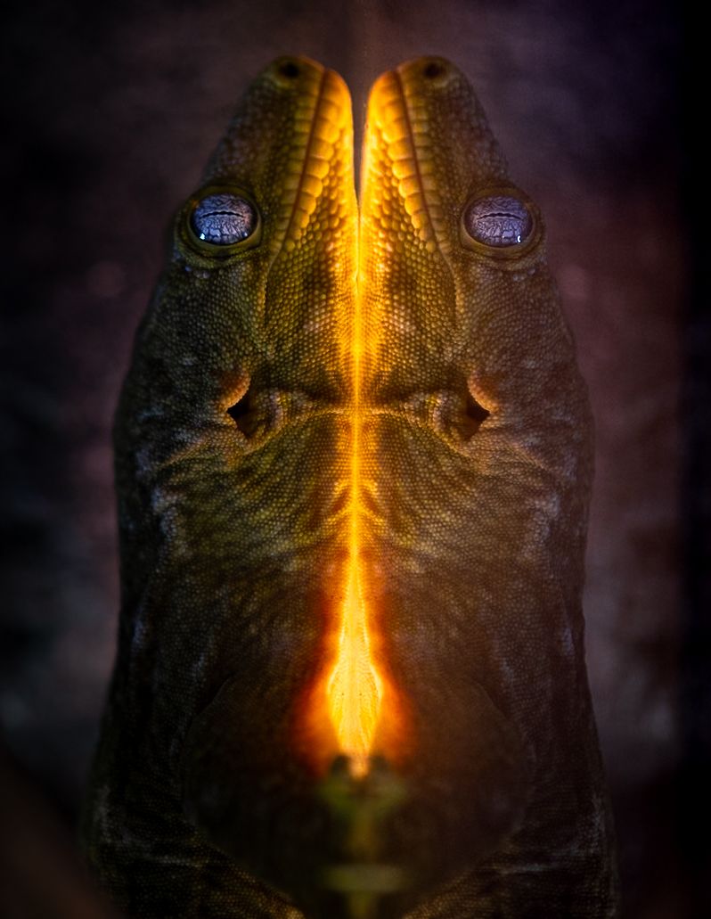 Close-up of glowing orange reptile scales with symmetrical pattern.