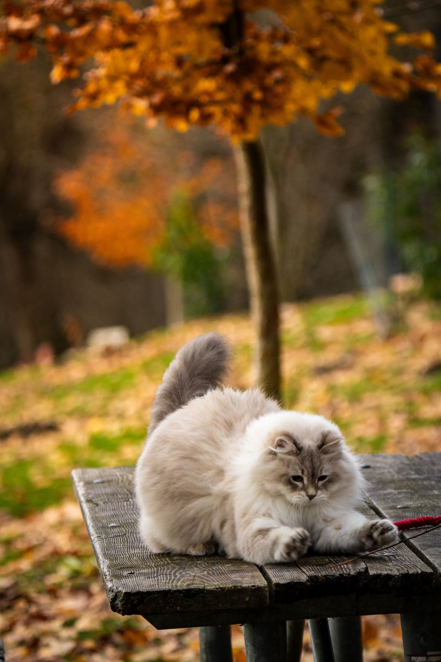 Fluffy white cat lounging on wooden bench surrounded by autumn foliage.