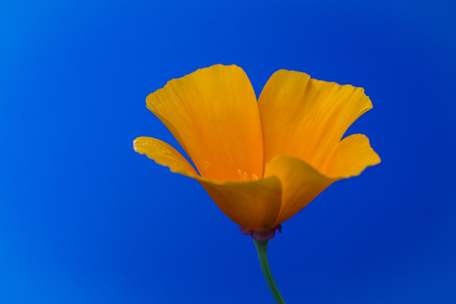 California poppies with vibrant orange petals against bright blue sky.