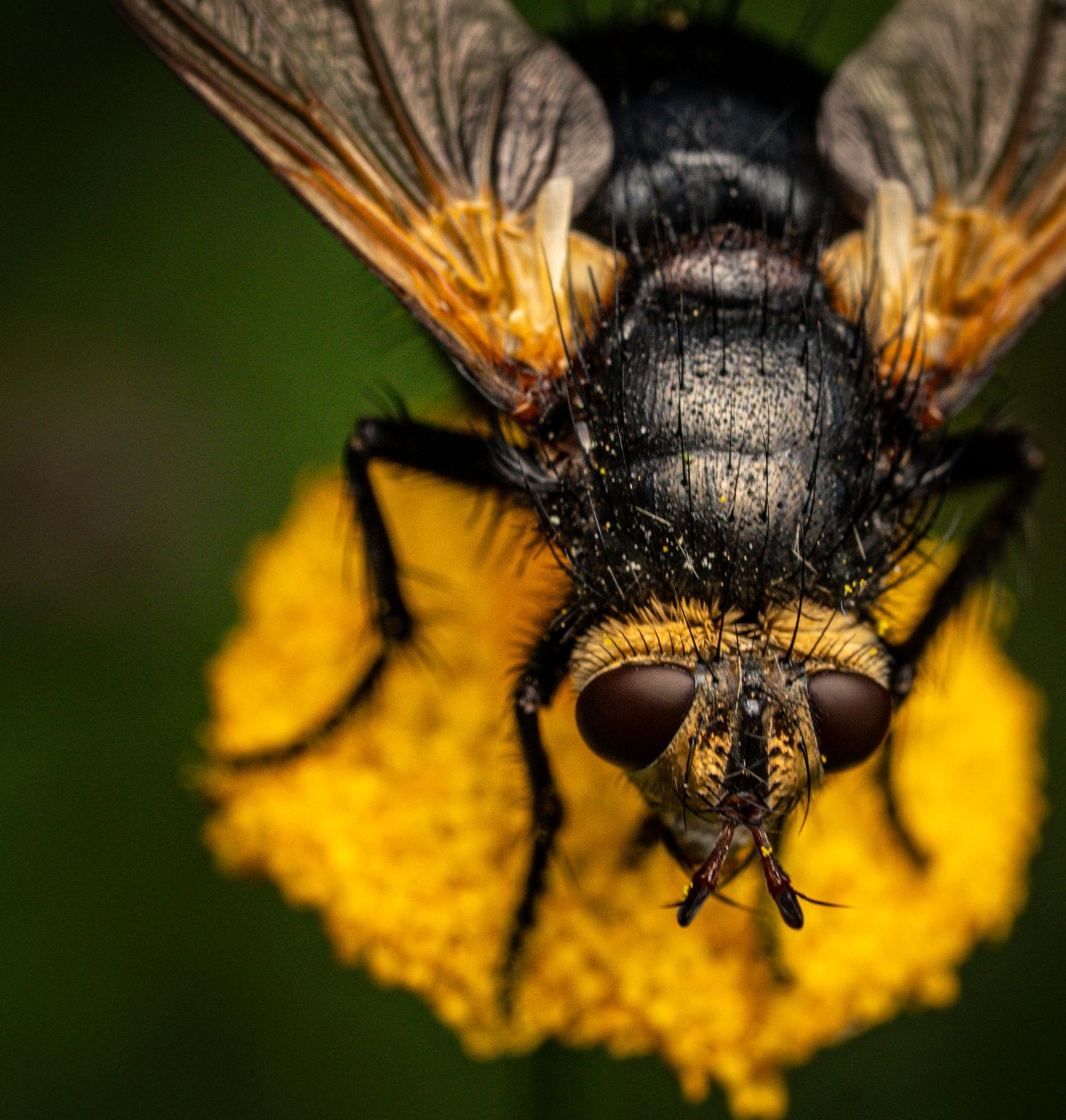 Extreme close-up of a bee's face and wings on yellow flower center.