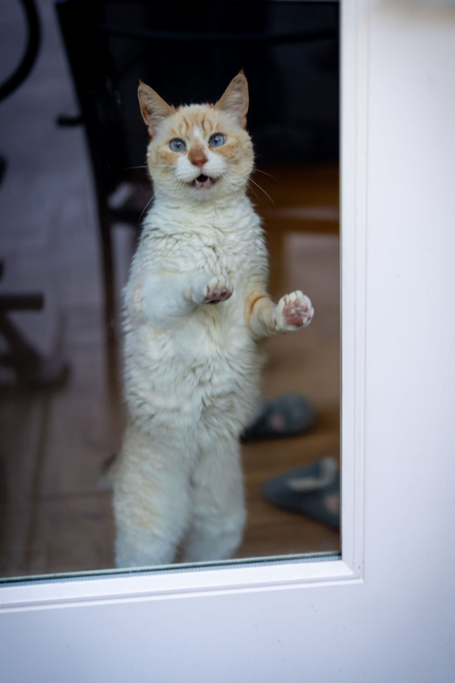 White cat with blue eyes looking and pawing through window glass.