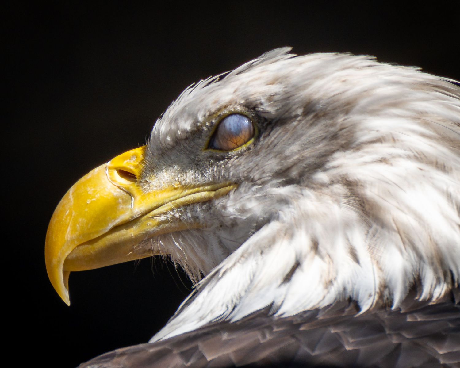 Majestic bald eagle profile showing detailed white feathers and sharp yellow beak against dark background.
