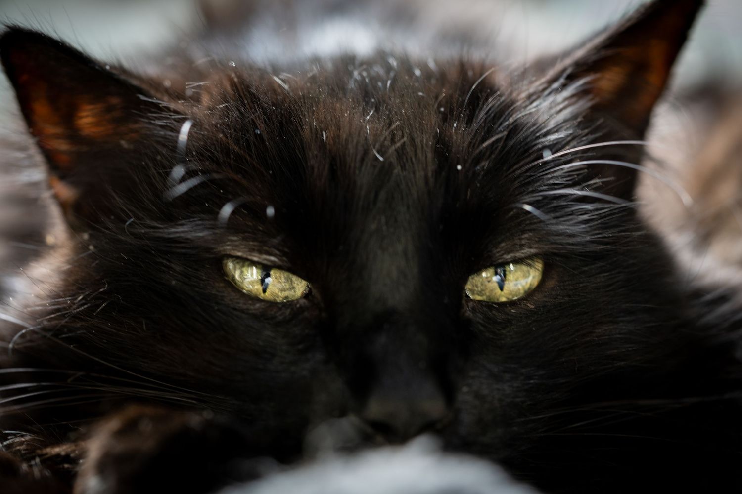 Extreme close-up of black cat's eyes and face in dark setting.