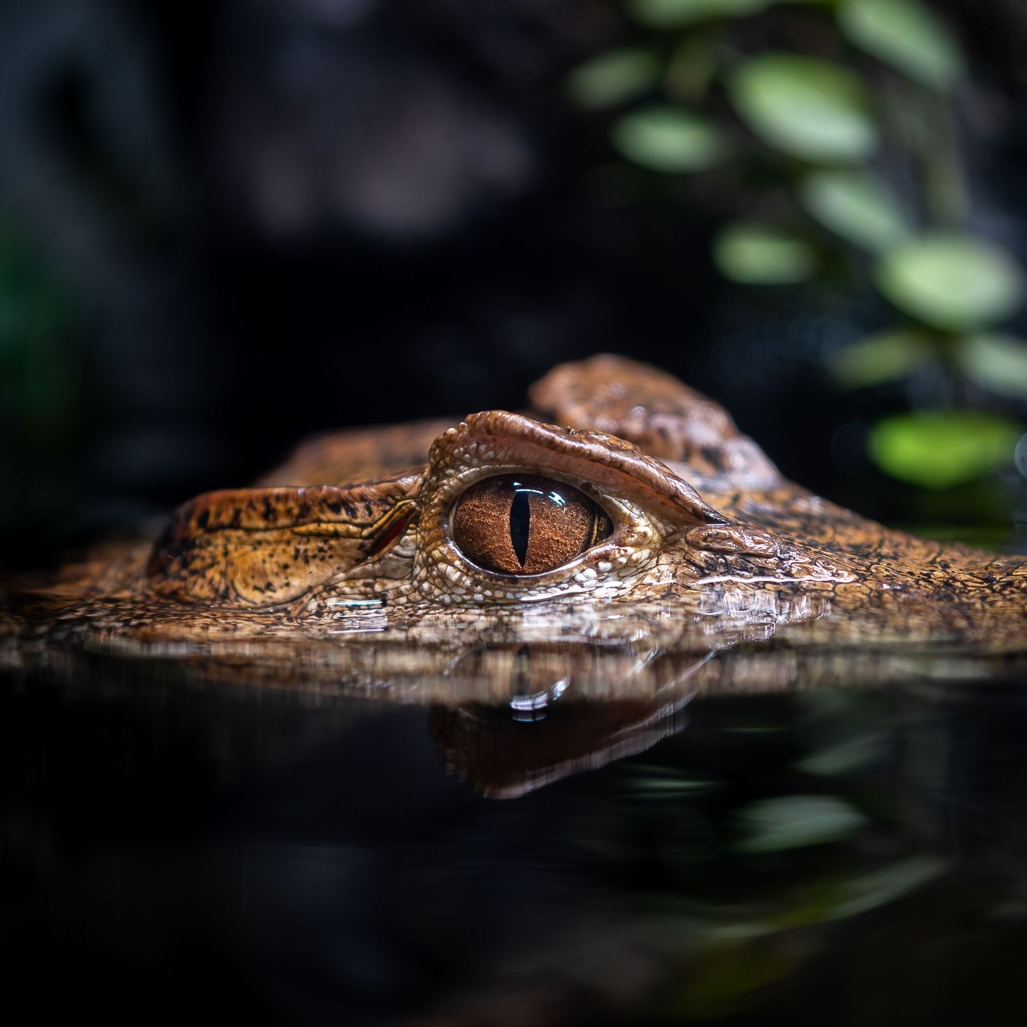 Close-up of a crocodile's eye and snout partially submerged in dark water.