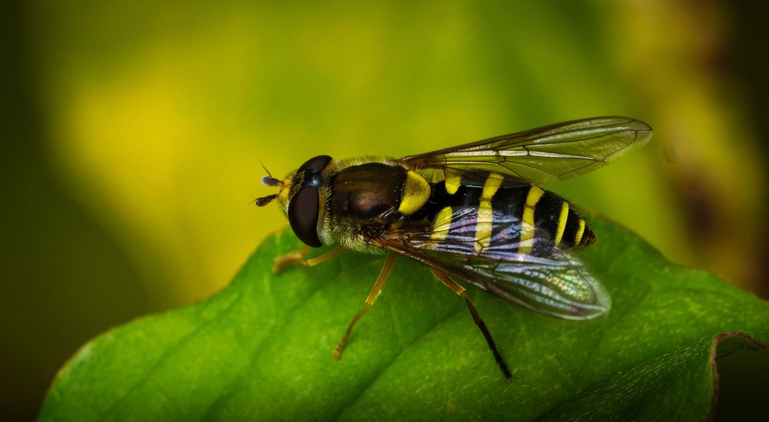 Detailed macro photograph of a hover fly resting on a green leaf.