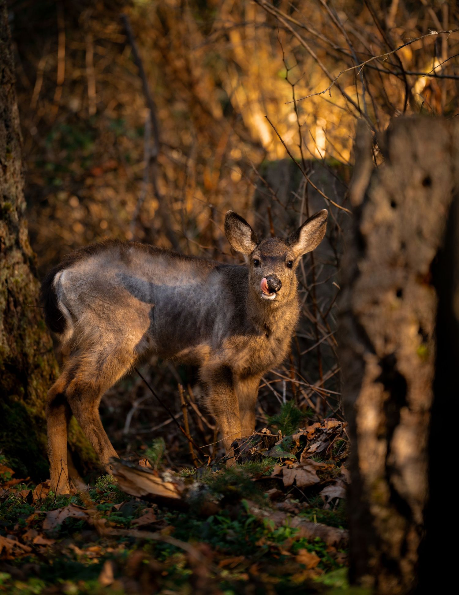 Wild lynx prowling through autumn forest at golden hour.