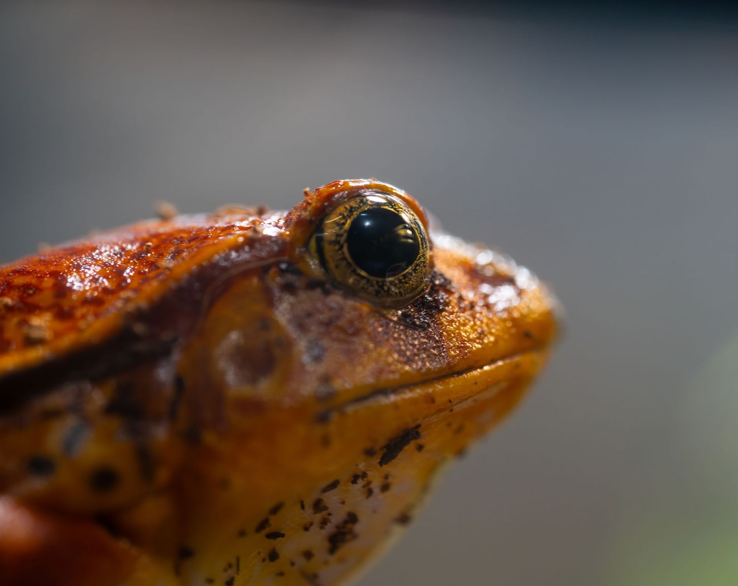 Close-up macro photograph of an orange frog's eye and face showing intricate detail and texture.