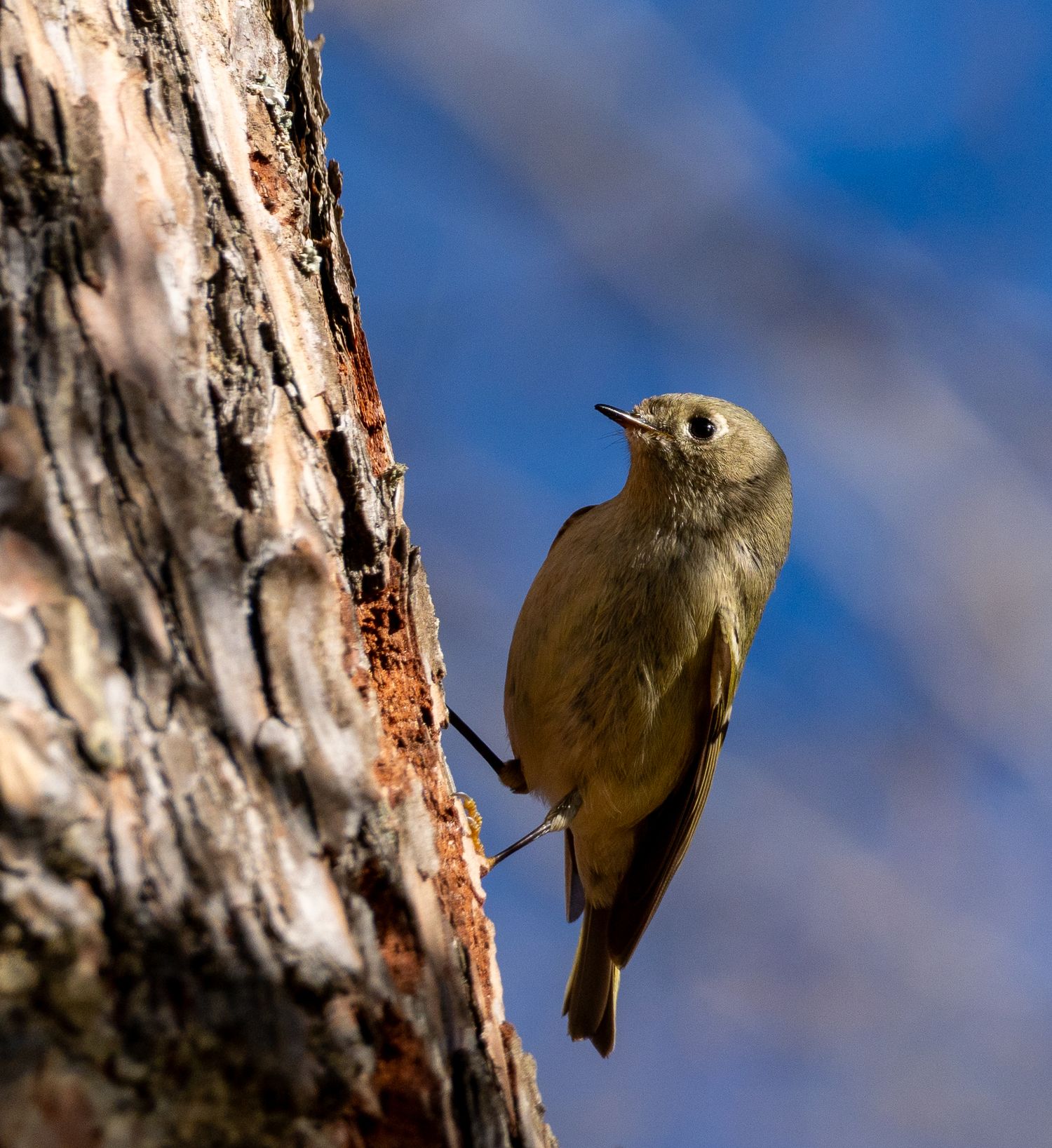 Small brown bird climbing up a textured tree bark against blue sky.