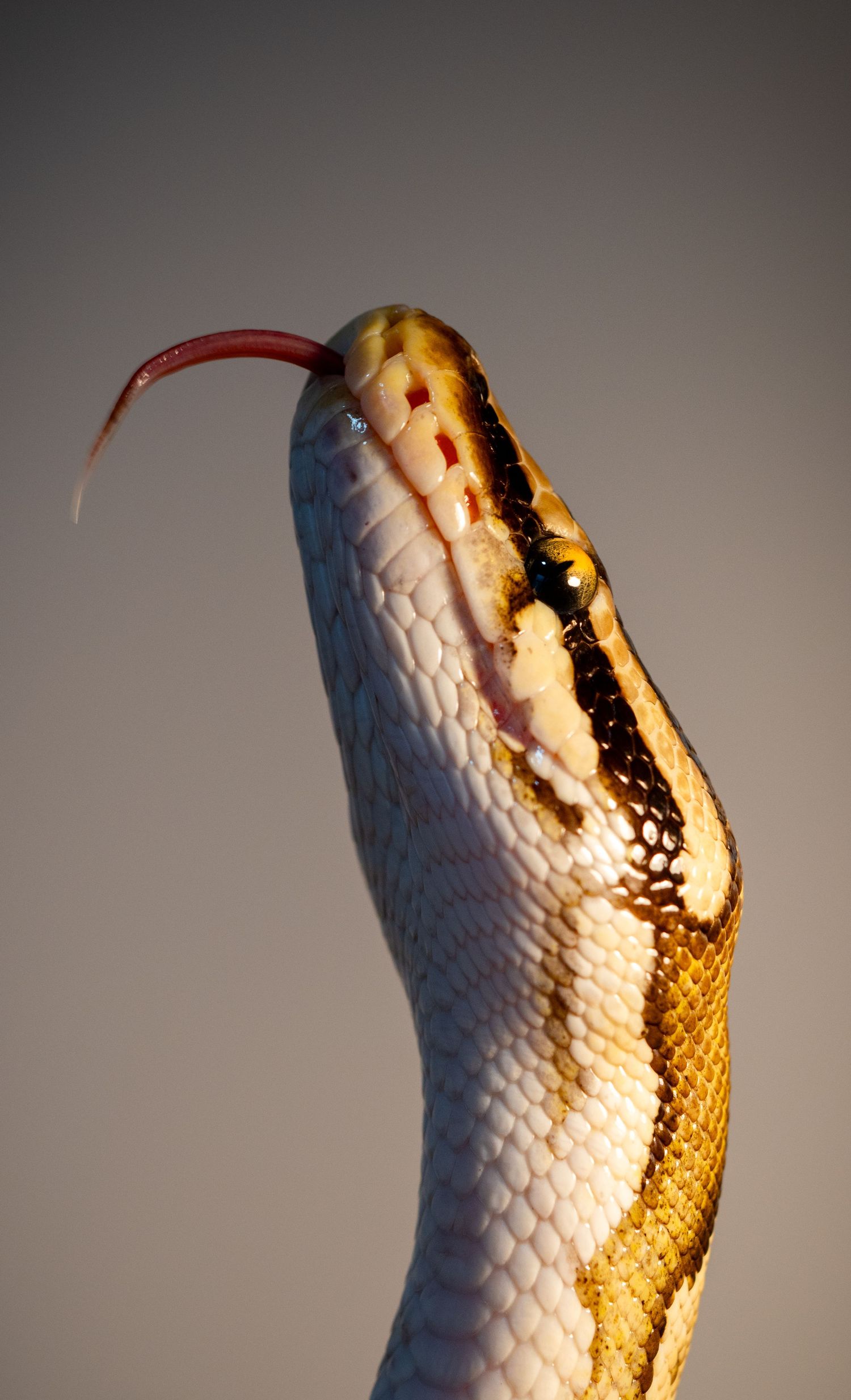 Close-up of a white snake's scales illuminated with golden lighting.