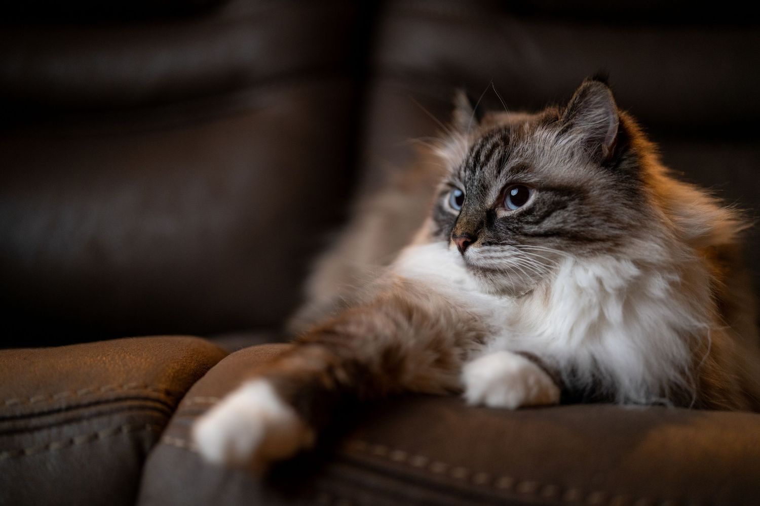 Ragdoll cat relaxing on brown leather couch in moody lighting.