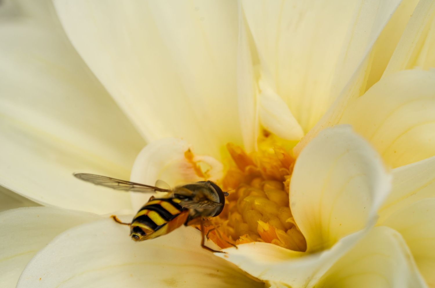 Hover fly collecting pollen from the center of a white flower in macro detail.
