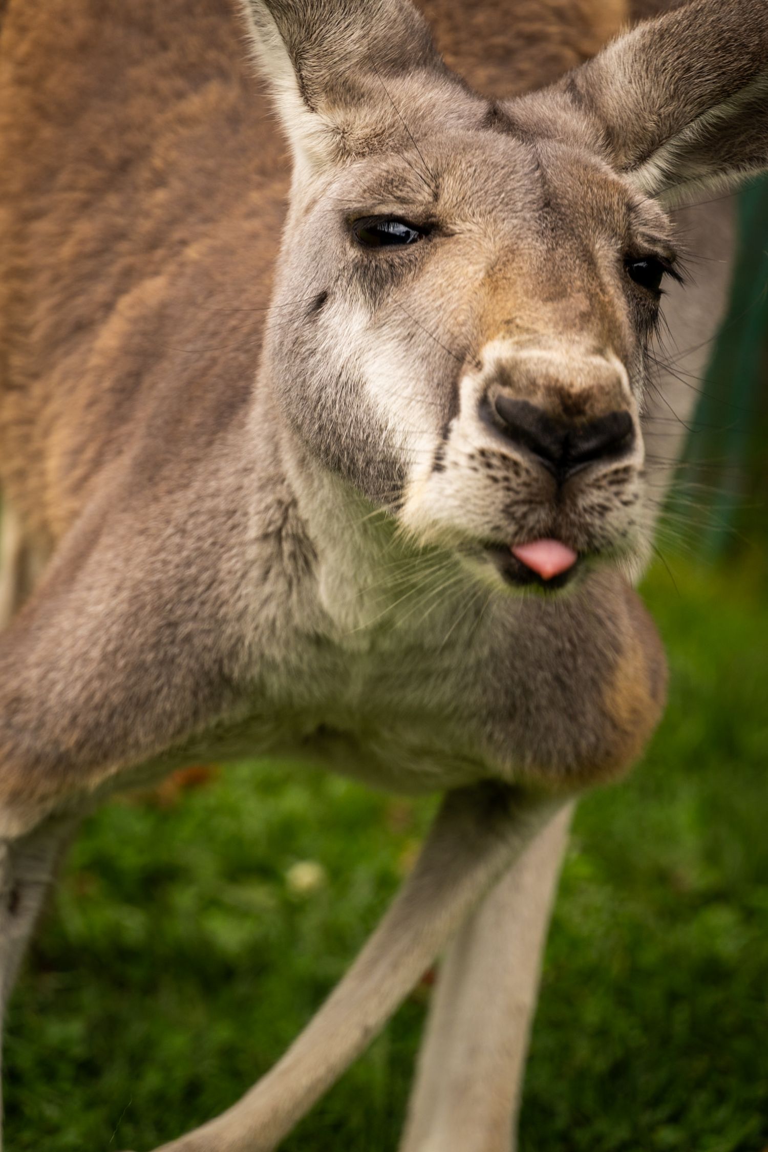 Close-up of kangaroo's face showing fur texture and facial features.