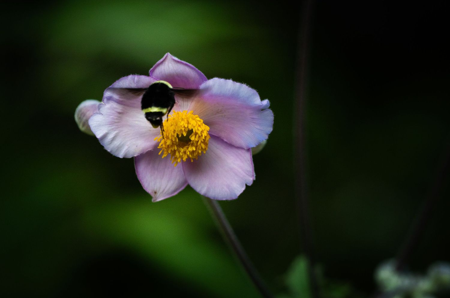 Delicate pink flower with yellow center blooms against dark blurred background.
