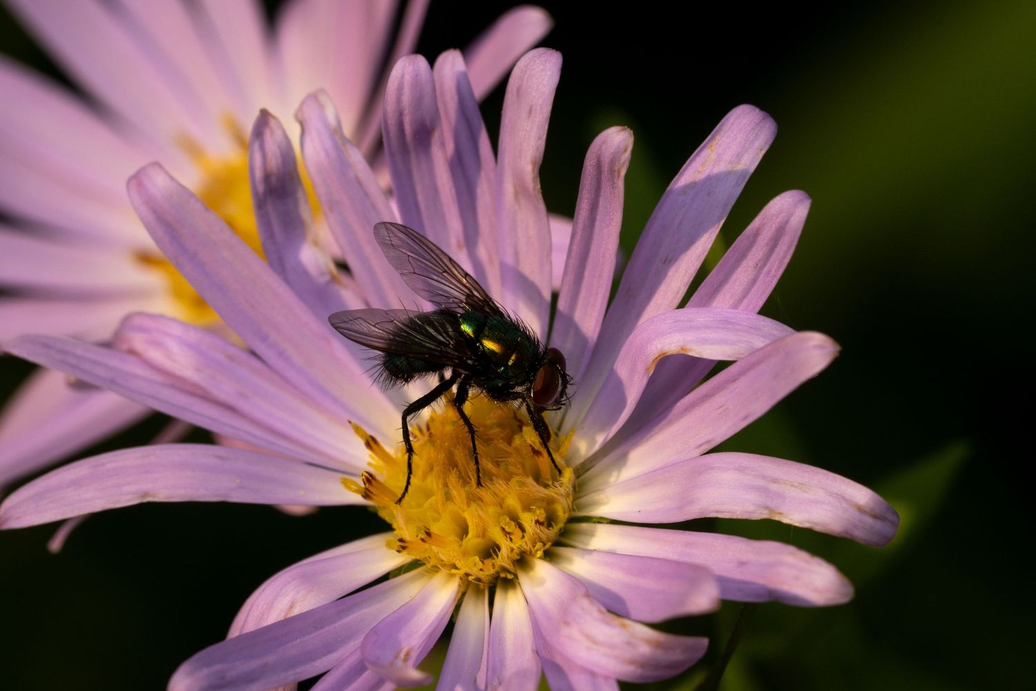 A black fly perches on a pink daisy-like flower with yellow center in macro photography.