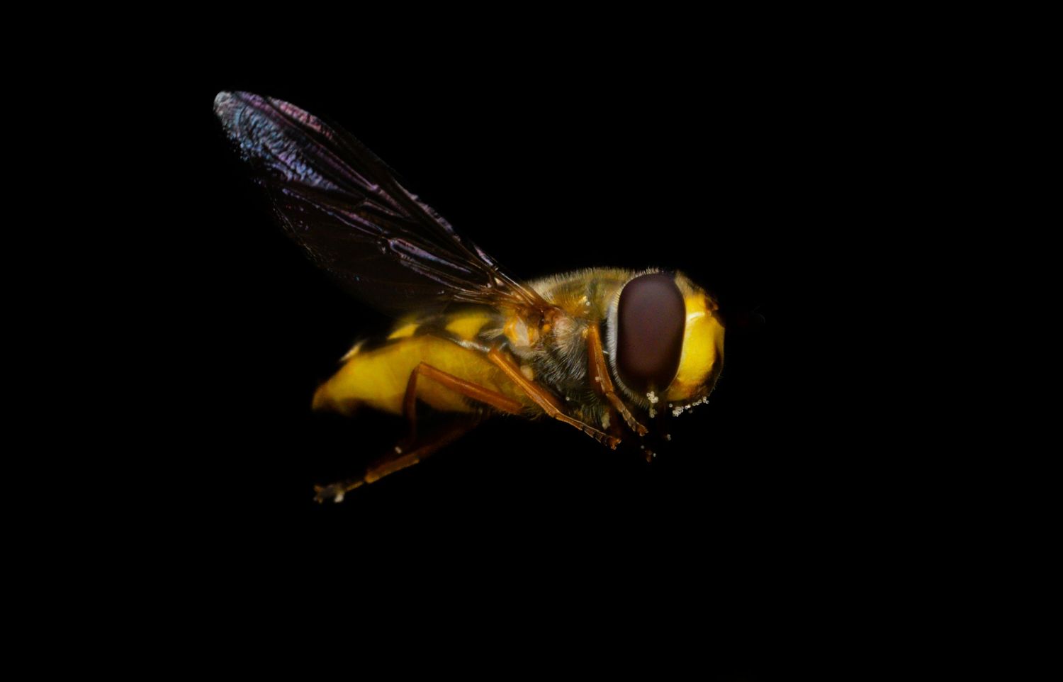 Yellow and black striped wasp perched on a dark surface in macro detail.