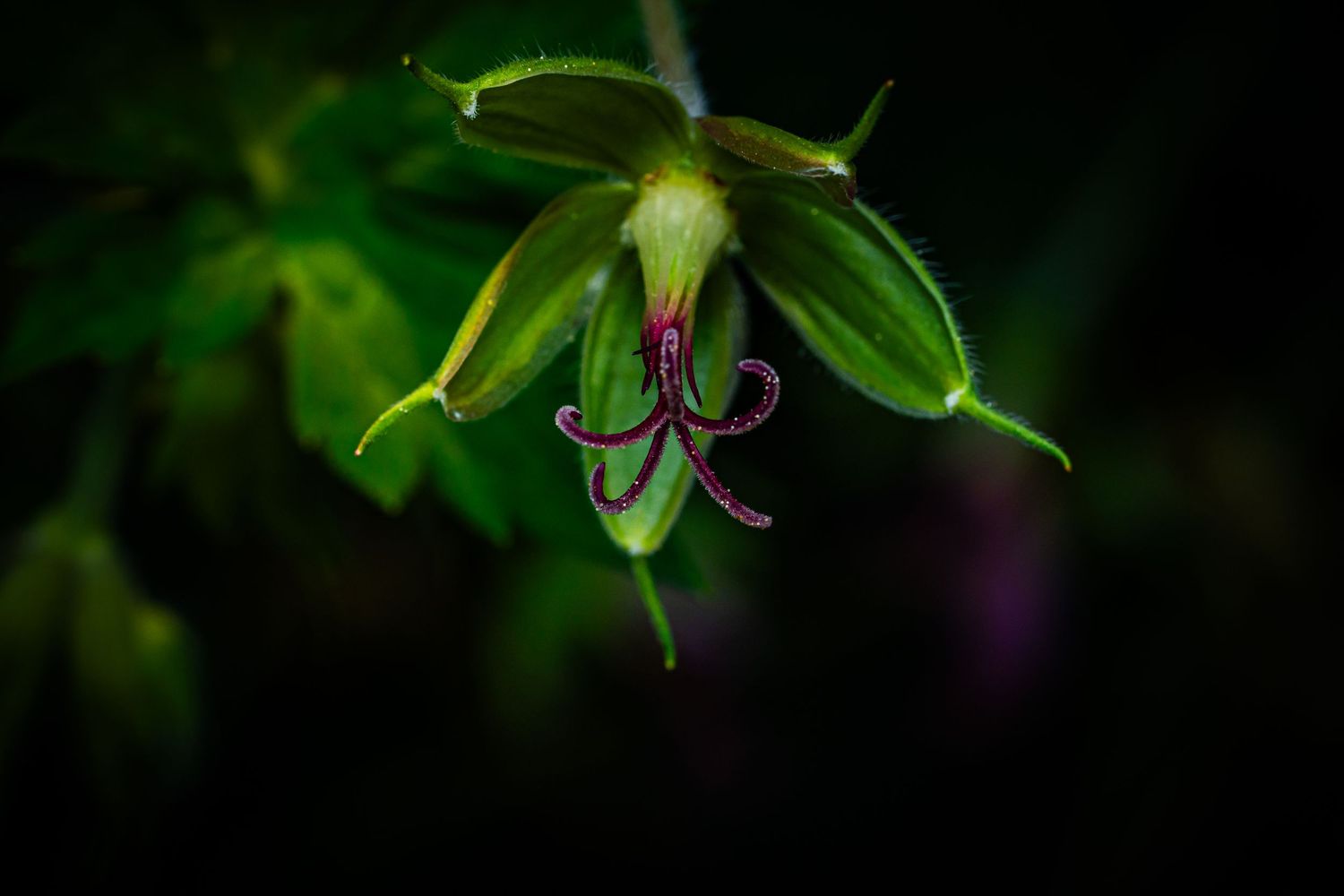 Green flower bud opening with purple stigma against dark background.