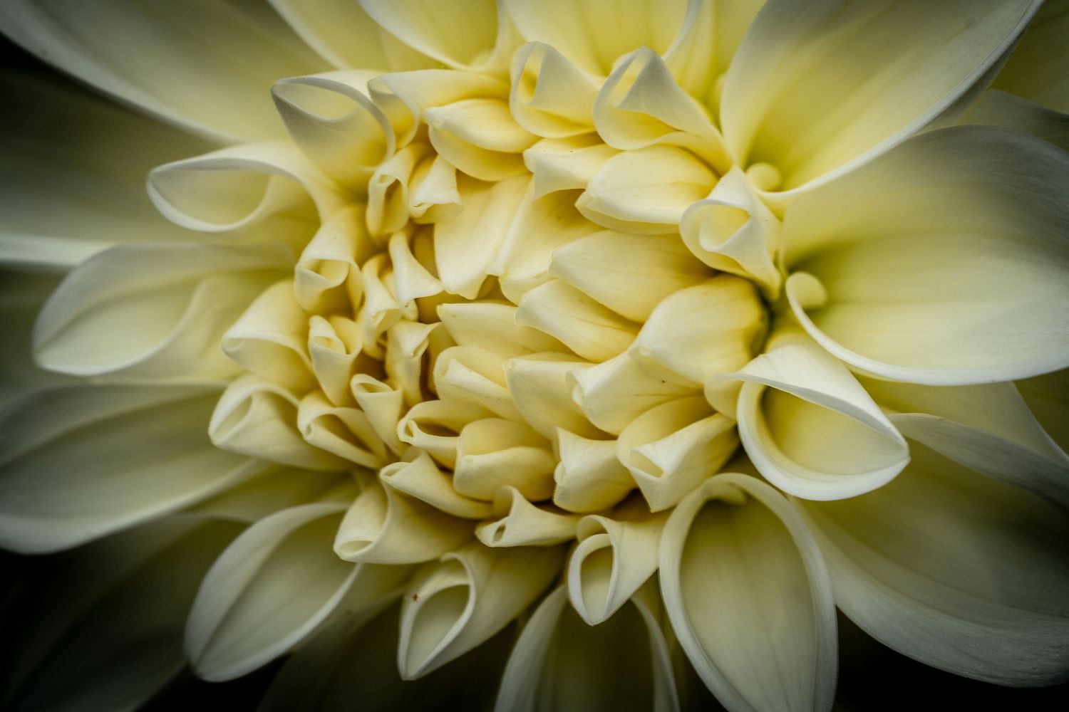 Close-up macro photography of white dahlia flower petals showing intricate details and patterns.