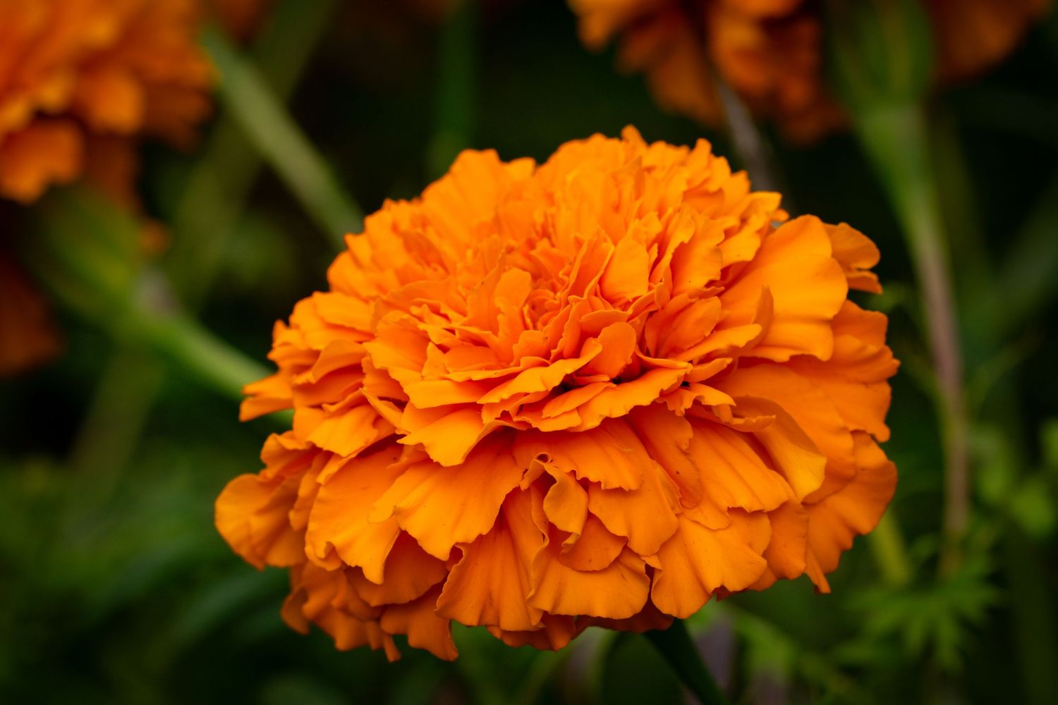 Vibrant orange marigold flower in full bloom with layered petals.