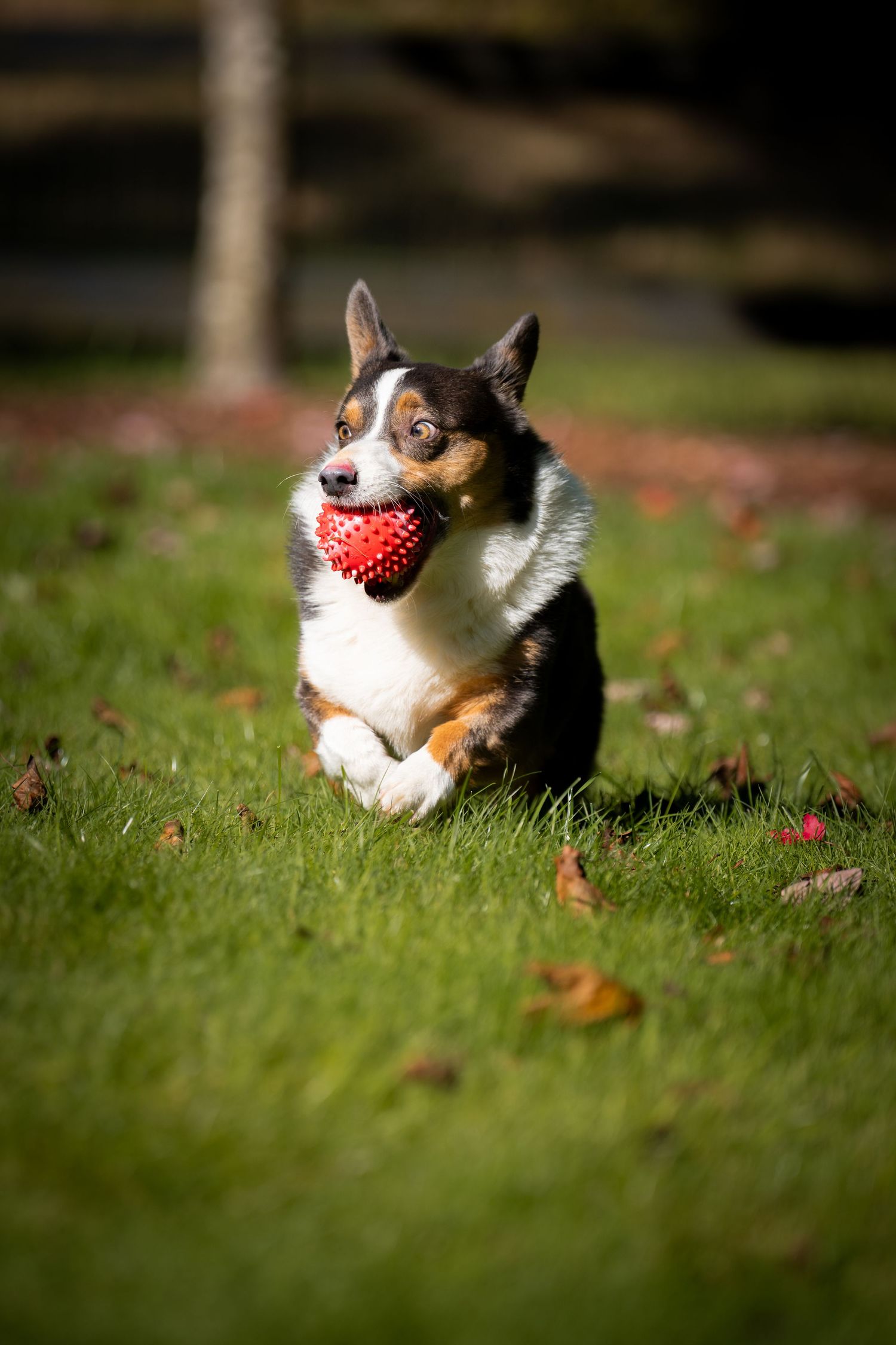 Corgi dog wearing red bandana running and playing in grassy field.