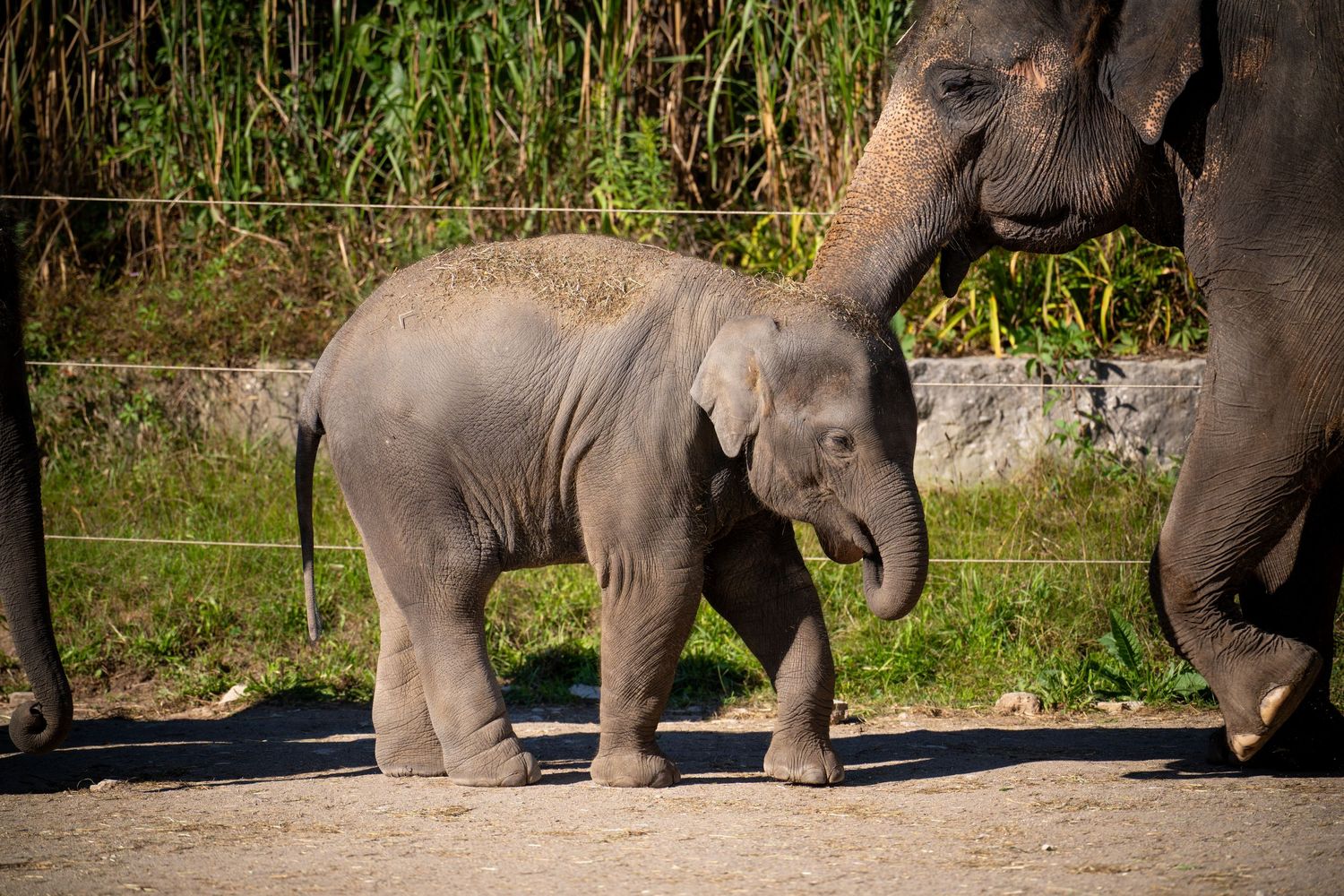 Group of elephants walking in a line through grassland habitat.