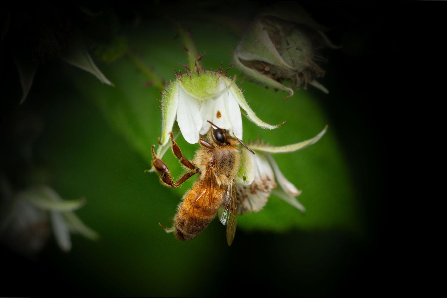 Honey bee pollinating white flower against blurred green background.