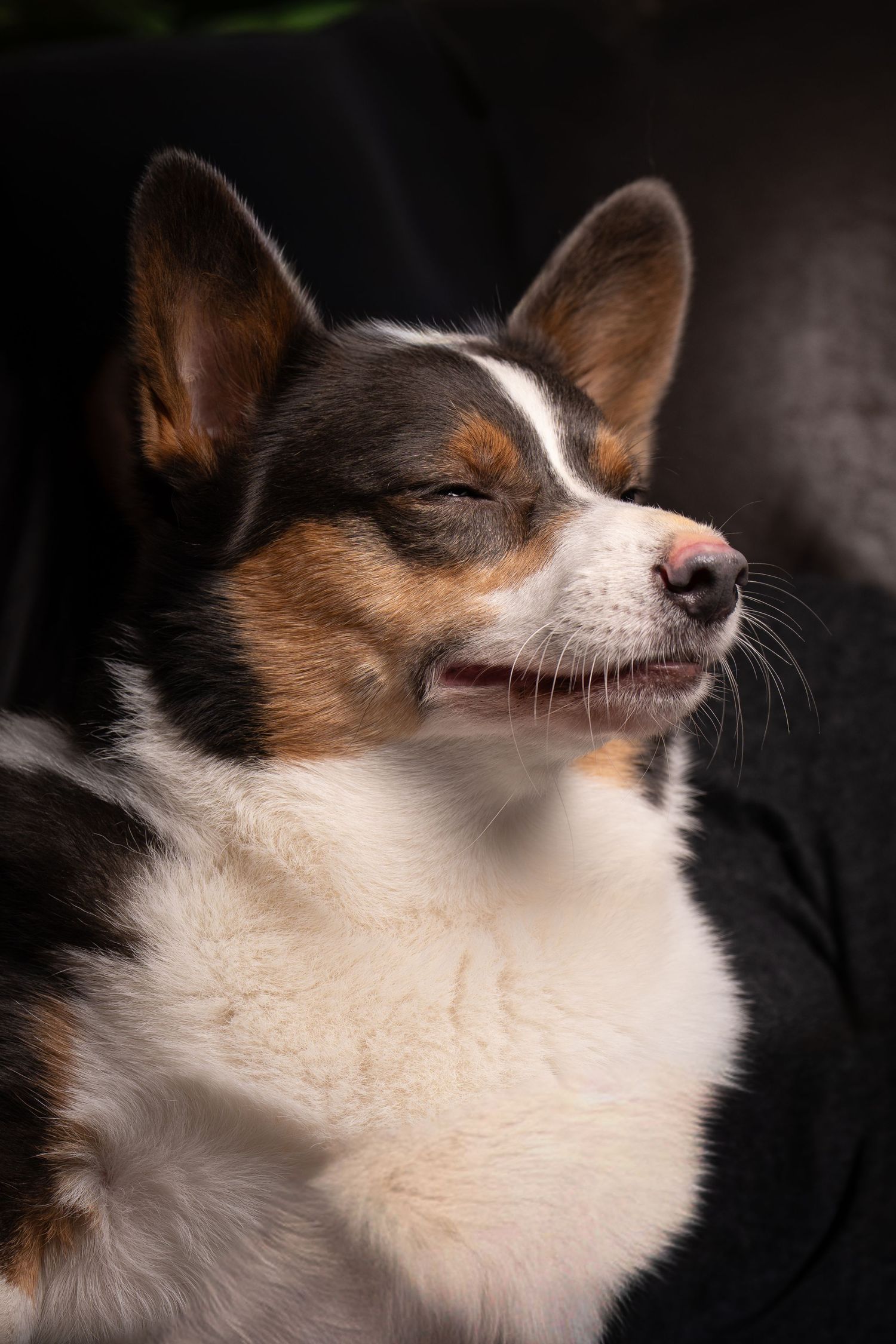 Close-up profile of tricolor Chihuahua dog with white and brown fur.