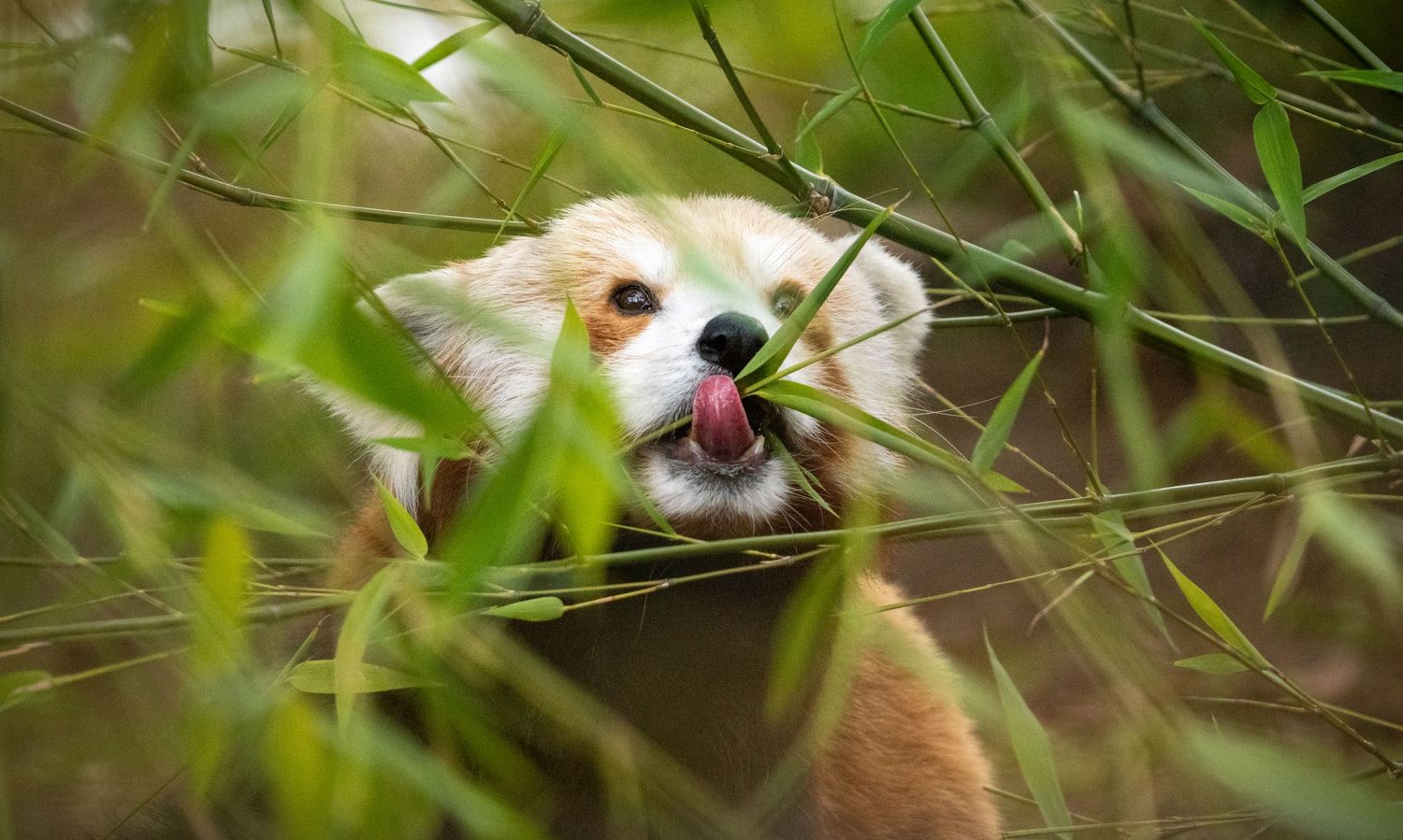 Red panda peeks through bamboo leaves with tongue sticking out playfully.