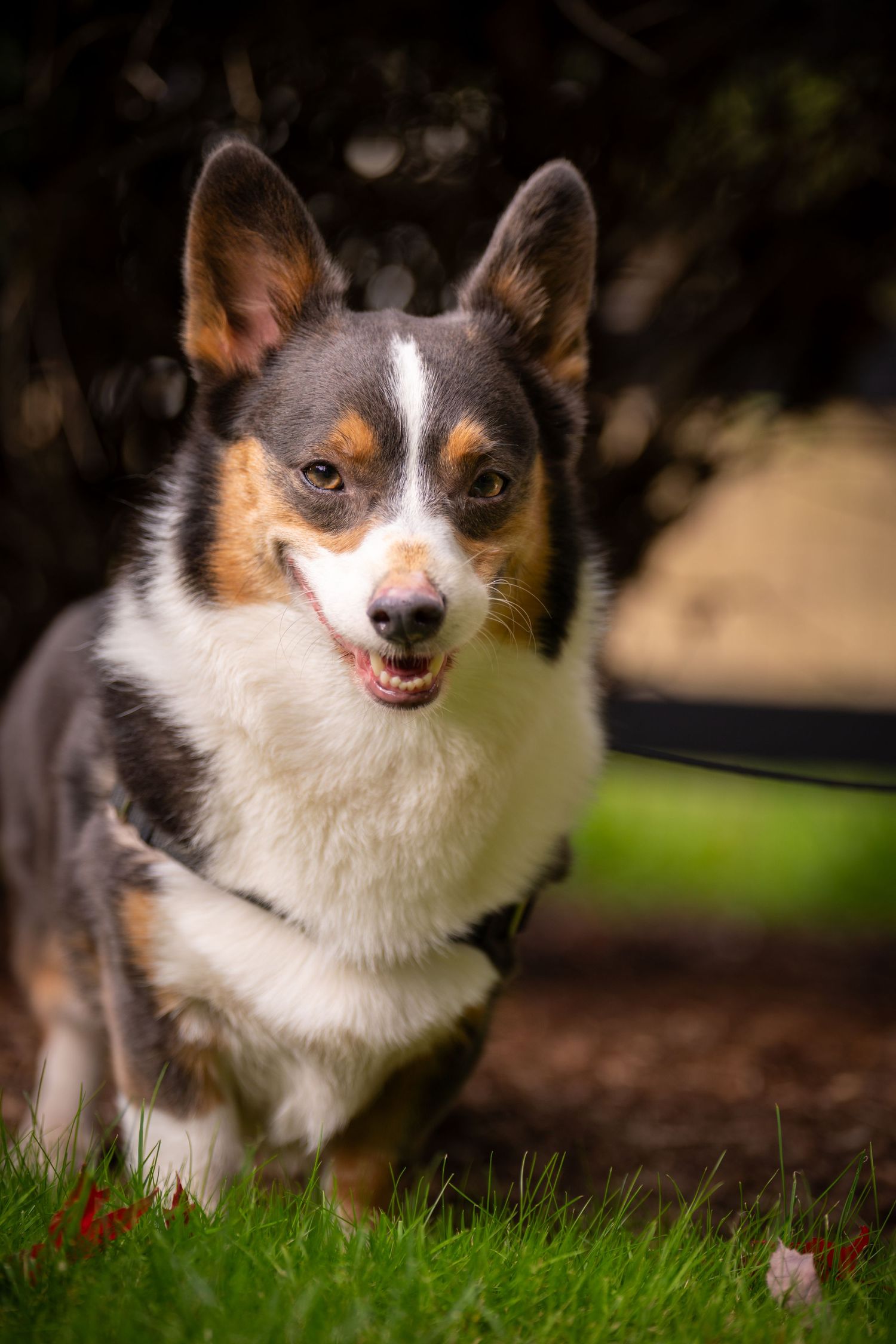Happy Chihuahua dog running and playing in outdoor garden setting.
