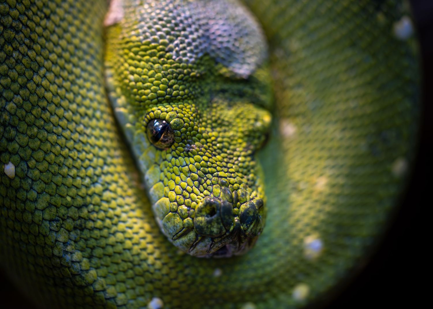 Extreme close-up of green tree python scales showing intricate patterns.