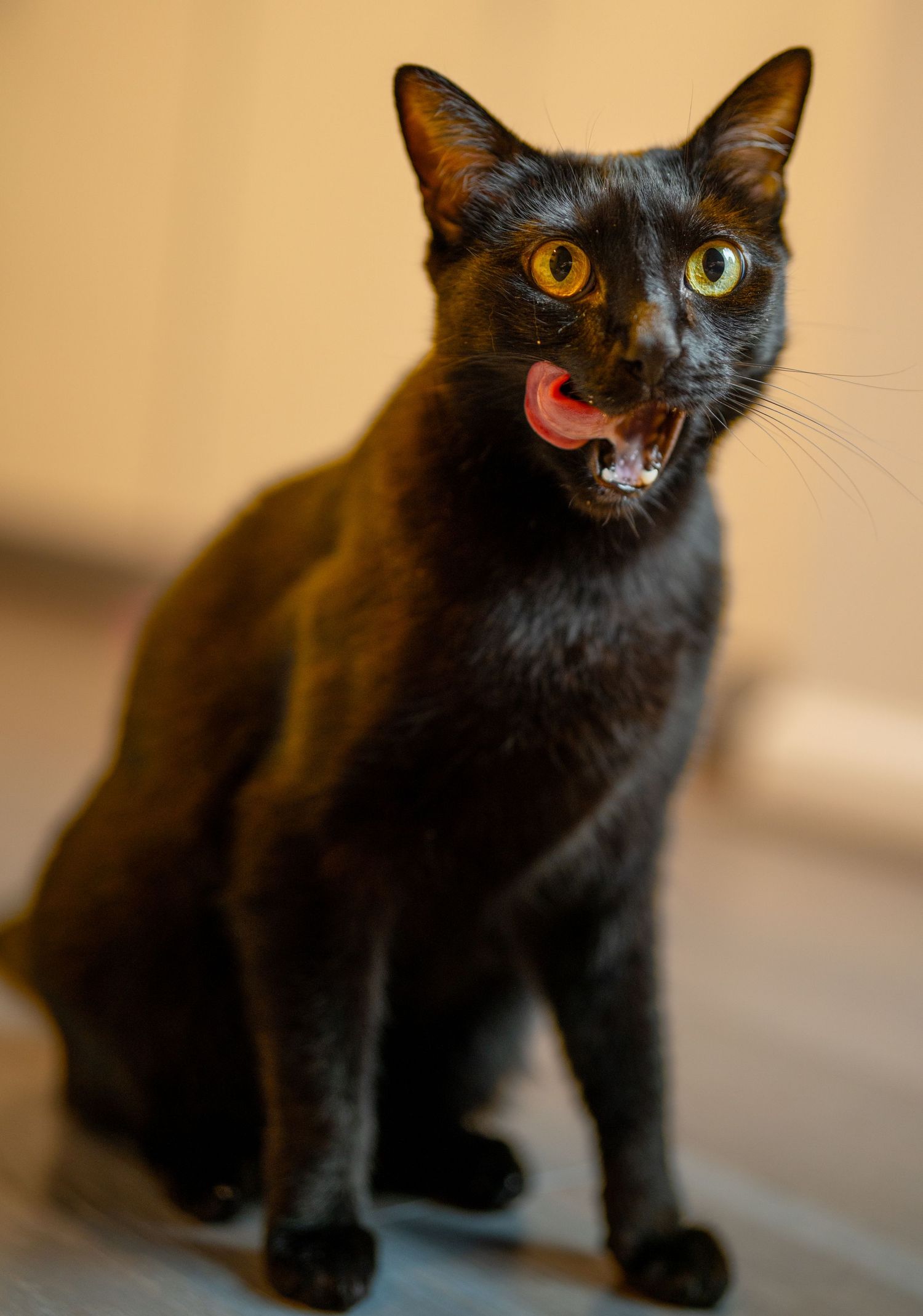 Black cat with bright yellow eyes and pink tongue sticking out.