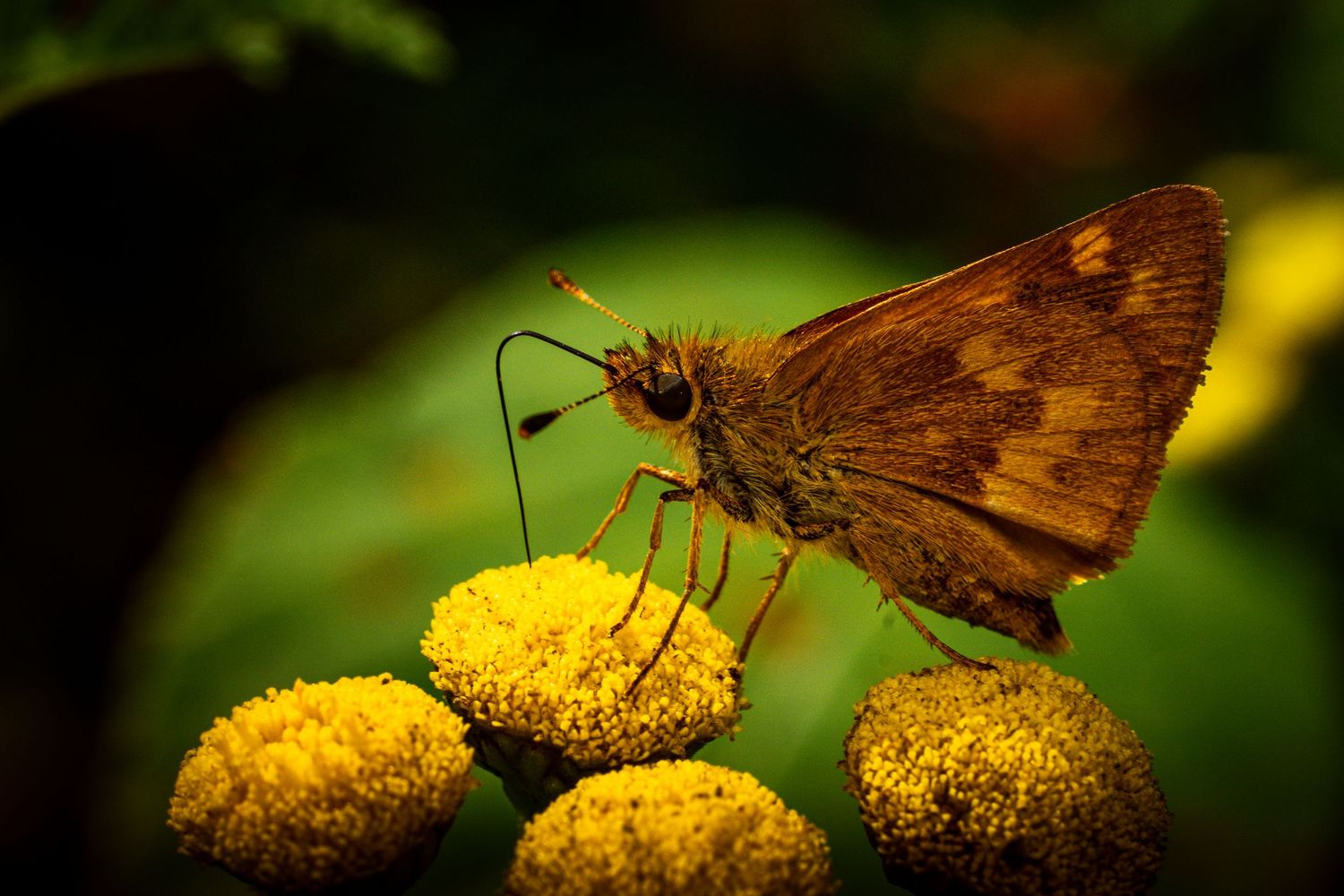 Brown butterfly feeding on small yellow flowers against a dark background.
