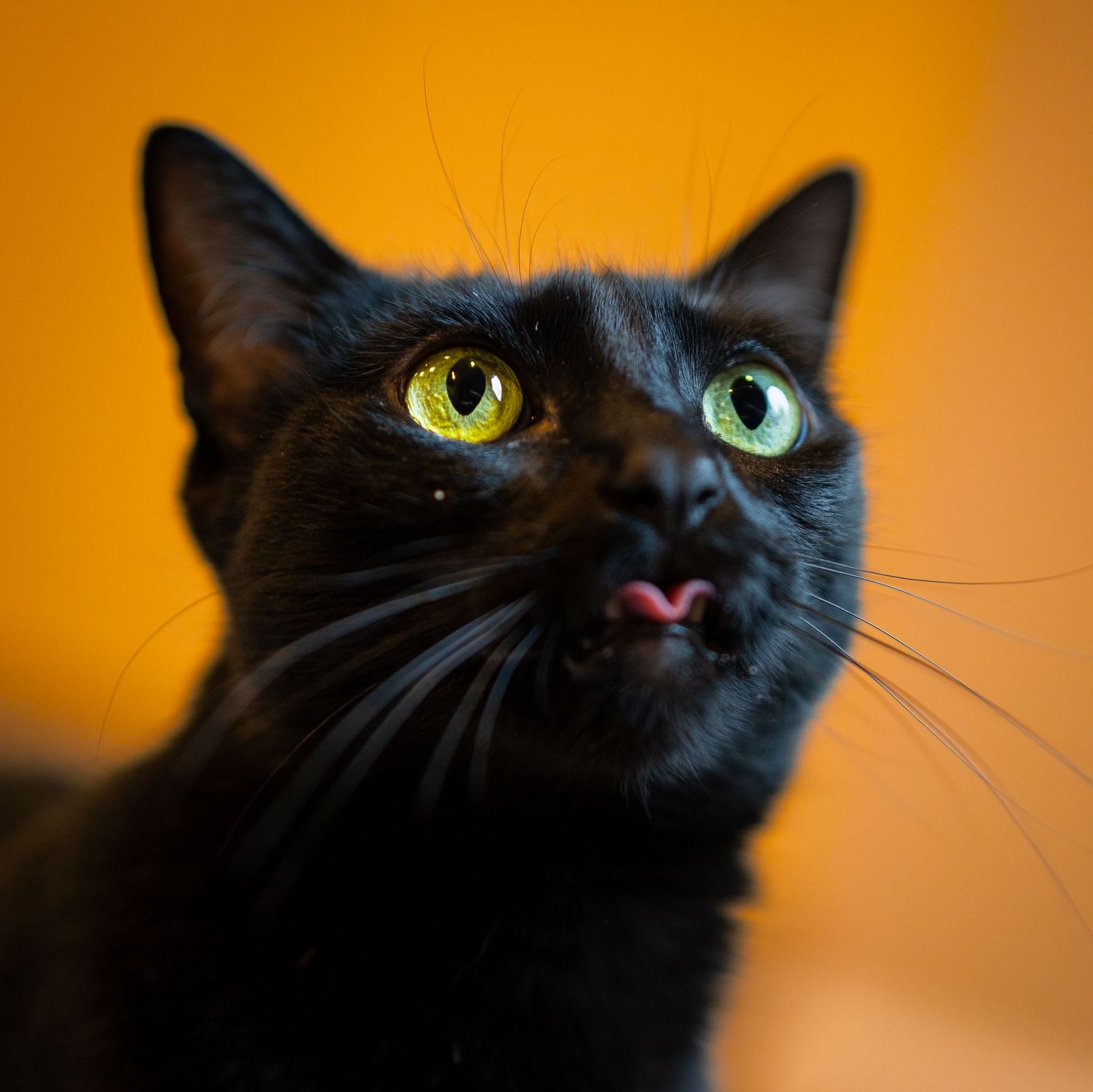 Close-up of black cat with striking green eyes against orange background.