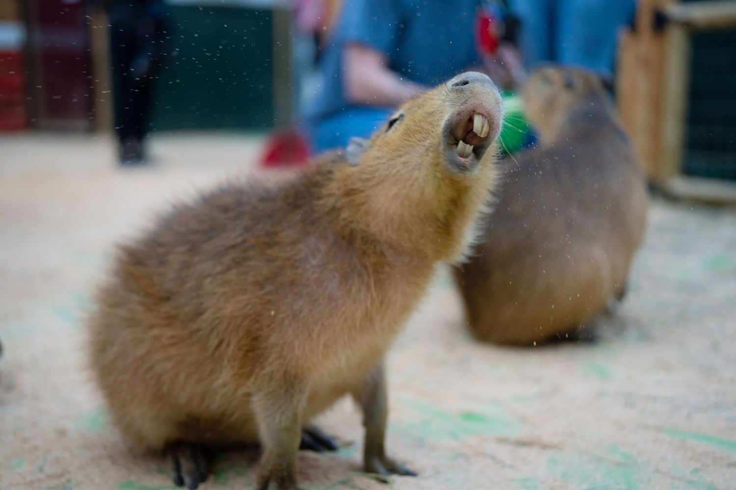 Small brown capybara pups playing together in a grassy area.