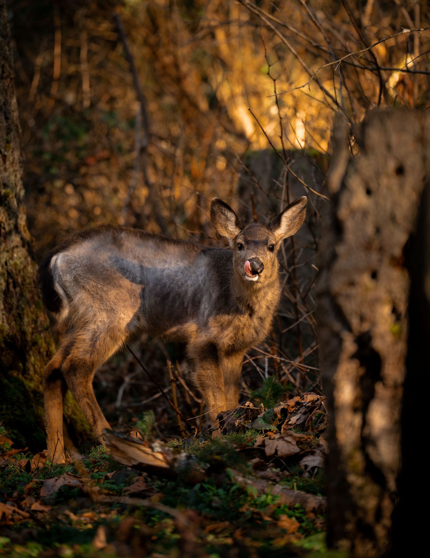 A young deer stands alert among autumn forest trees, mouth open, surrounded by fallen leaves and golden light.