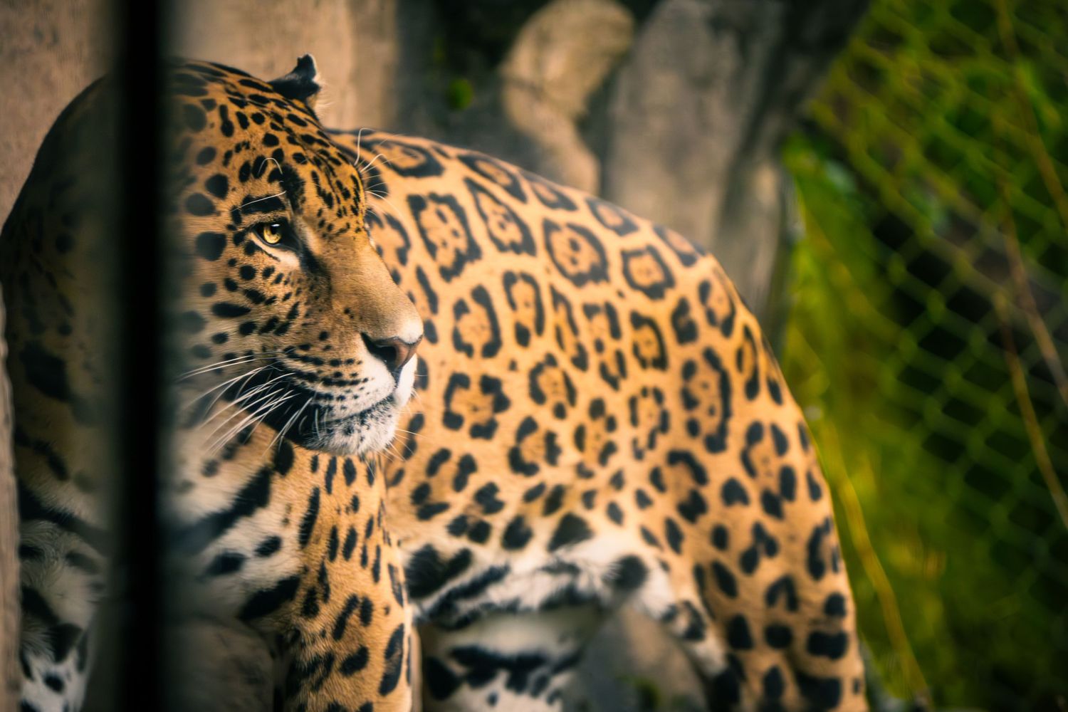 Close-up portrait of jaguar showing detailed spotted coat pattern against blurred background.