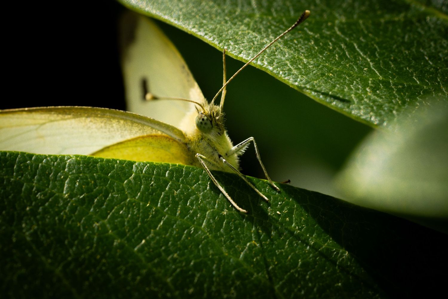 Close-up macro shot of a yellow butterfly resting on a green leaf in natural lighting.