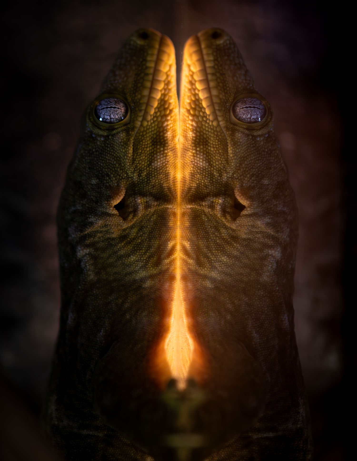 Close-up of a reptile's scaly face illuminated with dramatic golden lighting.