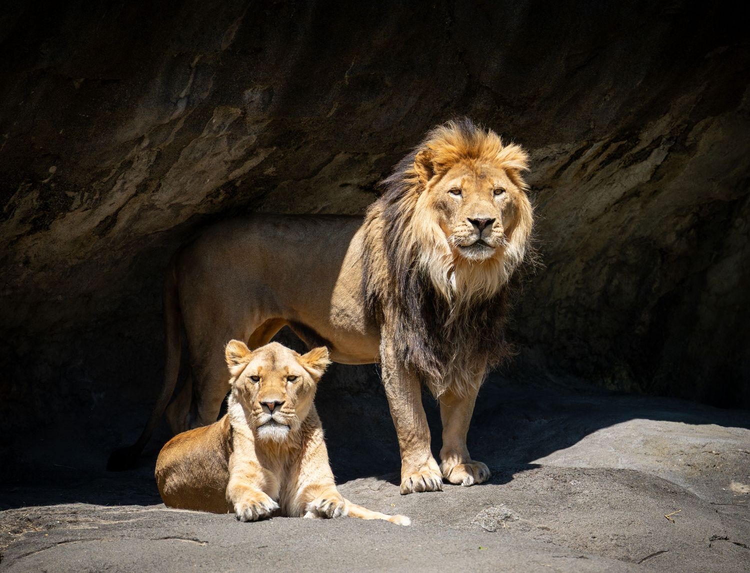 Majestic lion pair resting on rocky outcrop against dark cave background.
