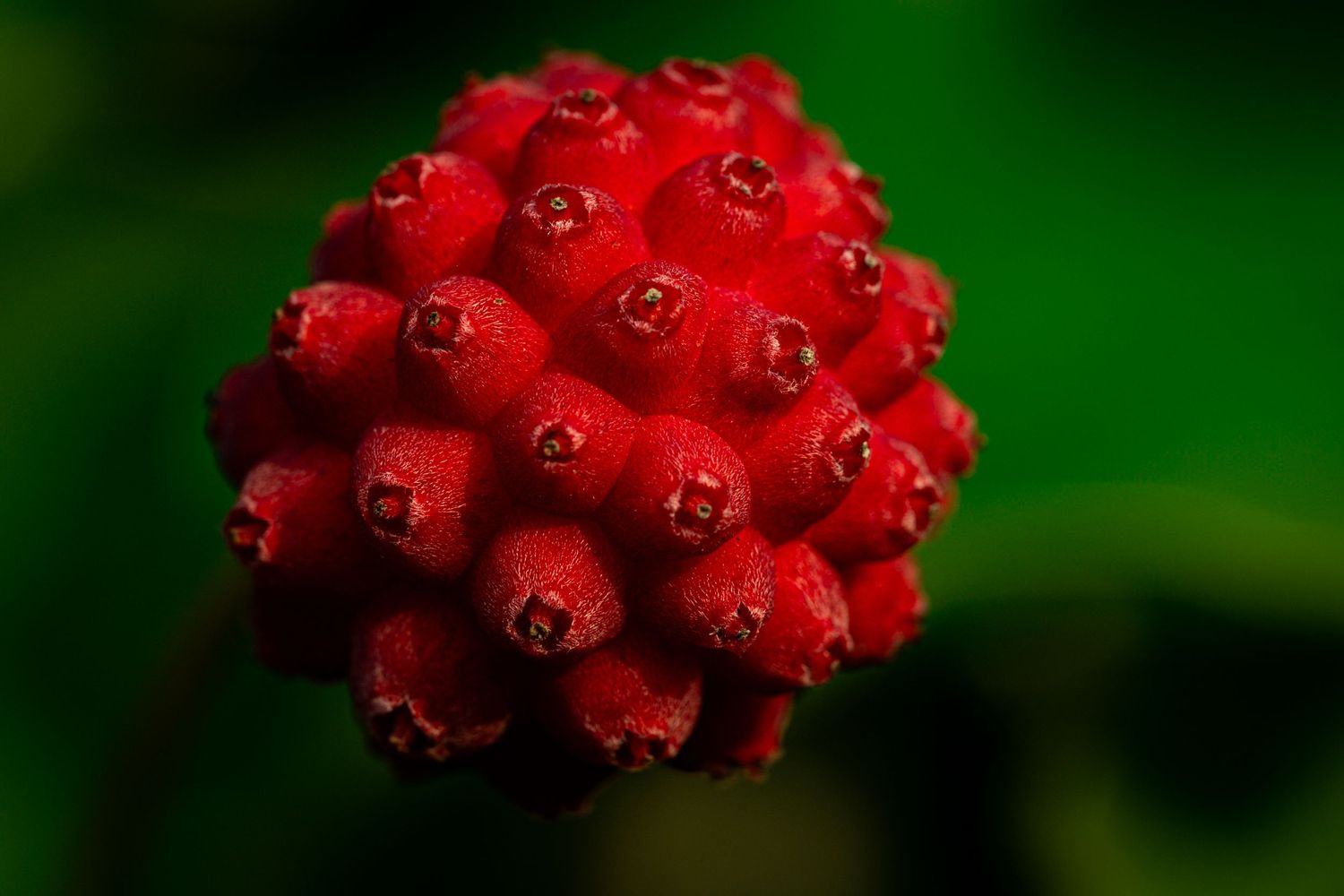 Close-up of a bright red spherical seed pod with textured bumps against a blurred green background.