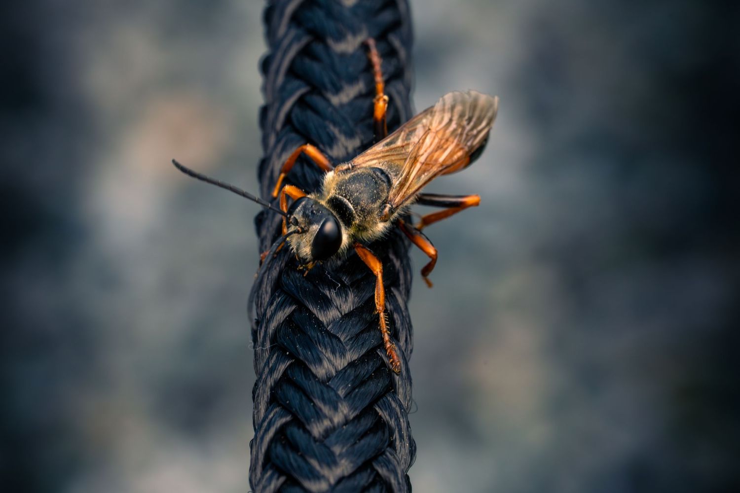 Honey bee collecting pollen on a dark textured surface in macro photography.