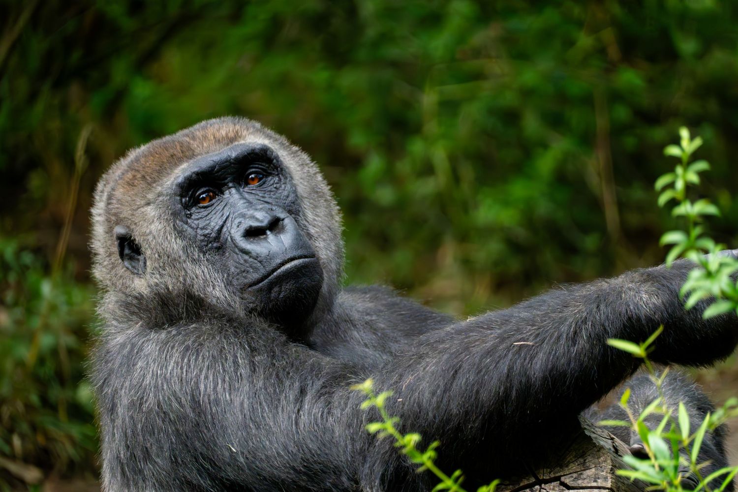 Gorilla resting in natural habitat surrounded by lush green foliage.