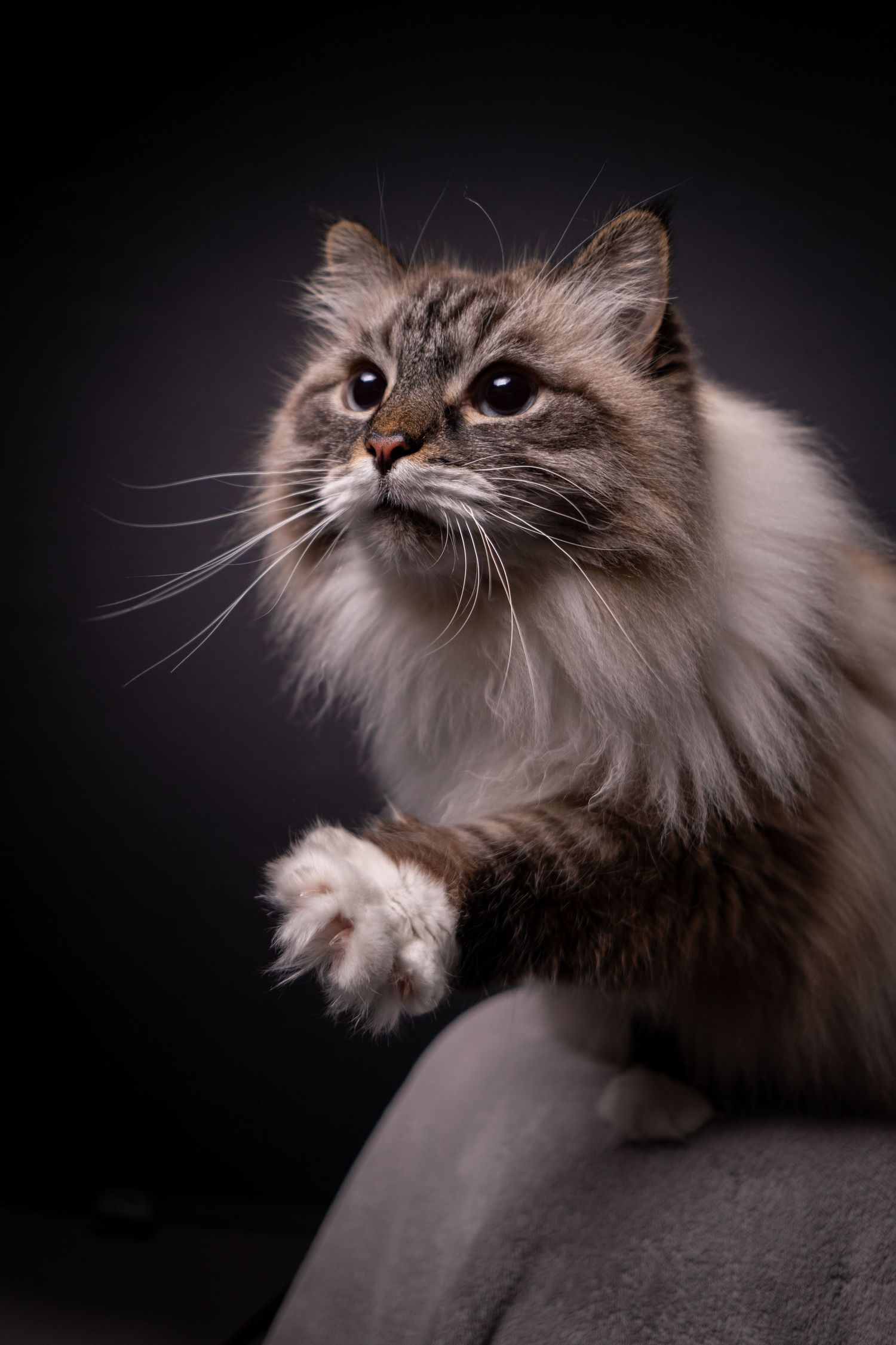 Long-haired cat with raised paw against dark studio background.