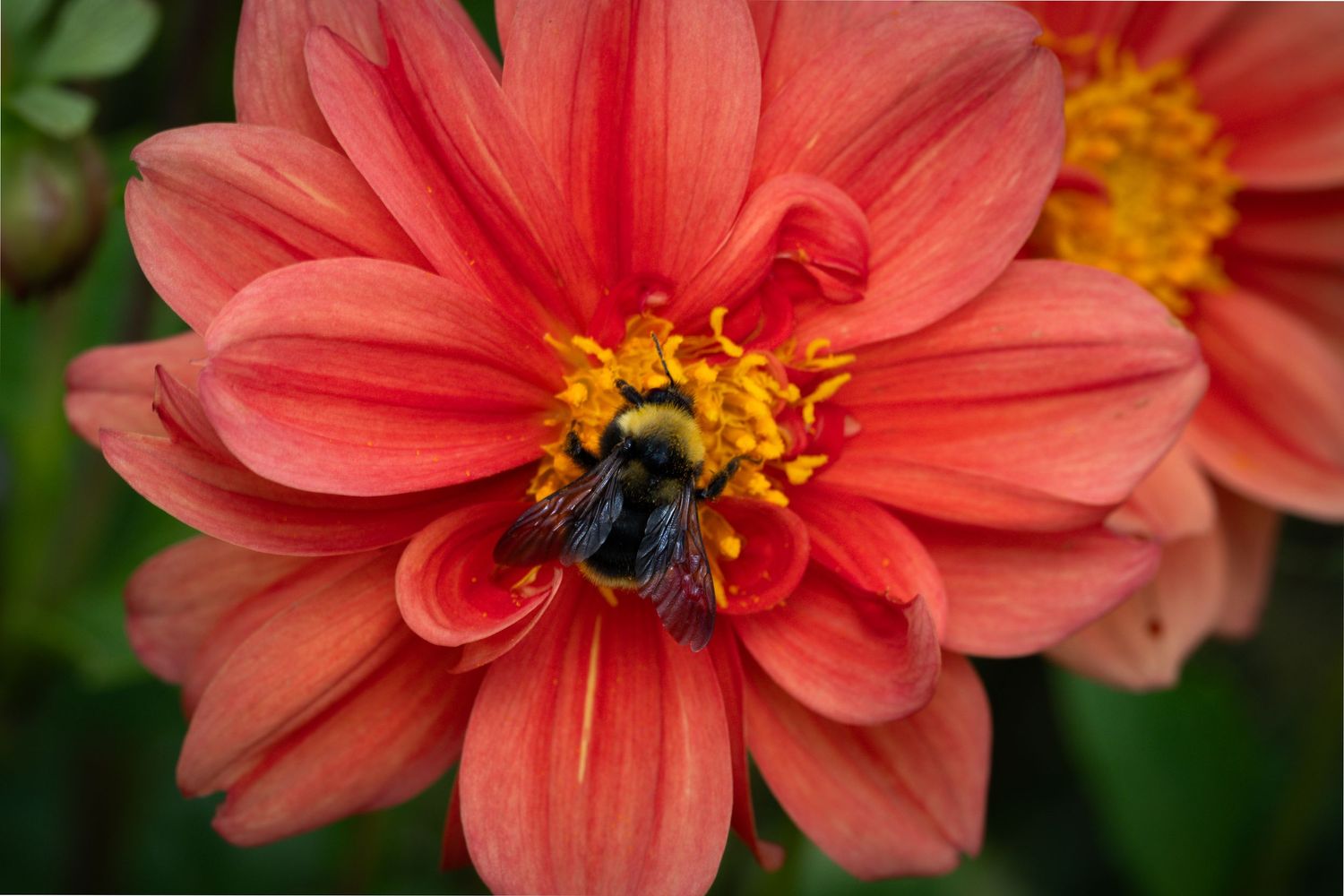 Bumble bee gathering nectar from coral-colored dahlia flower.