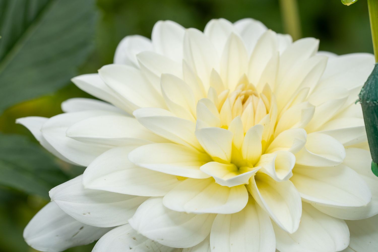 White dahlia flower with cream center photographed in soft natural light.