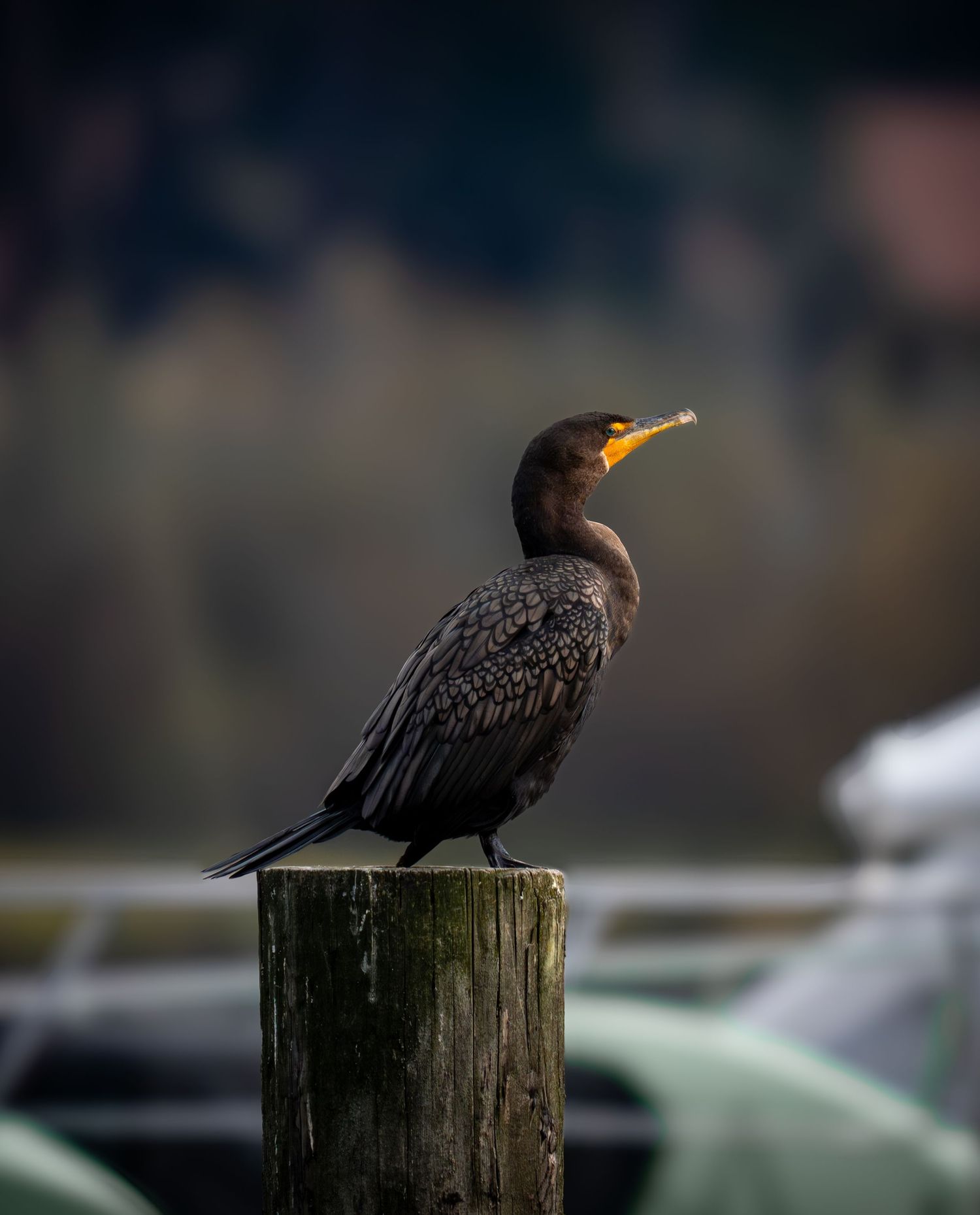 Silhouette of cormorant bird perched on wooden post at dusk.